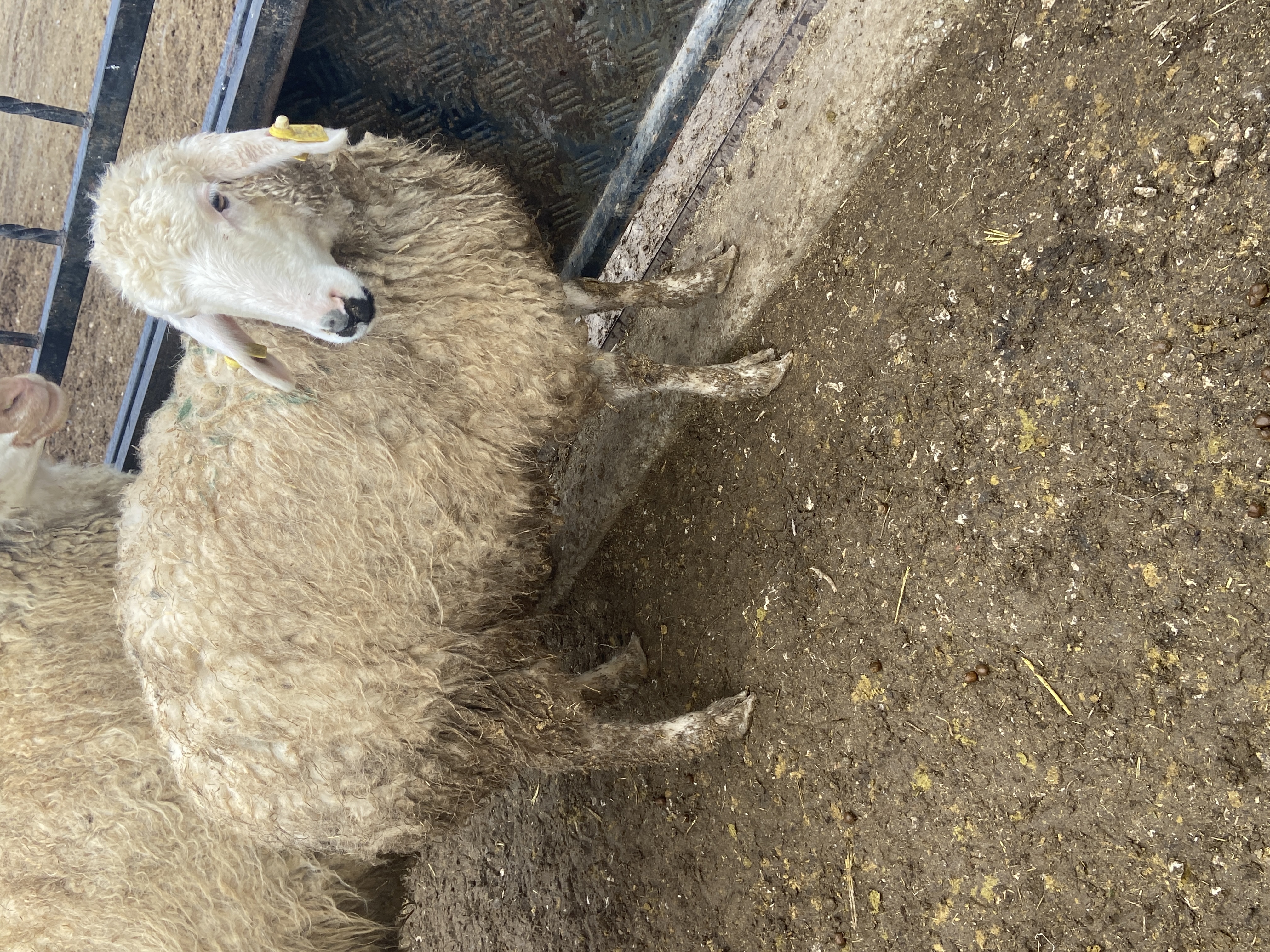 Merinos kırması