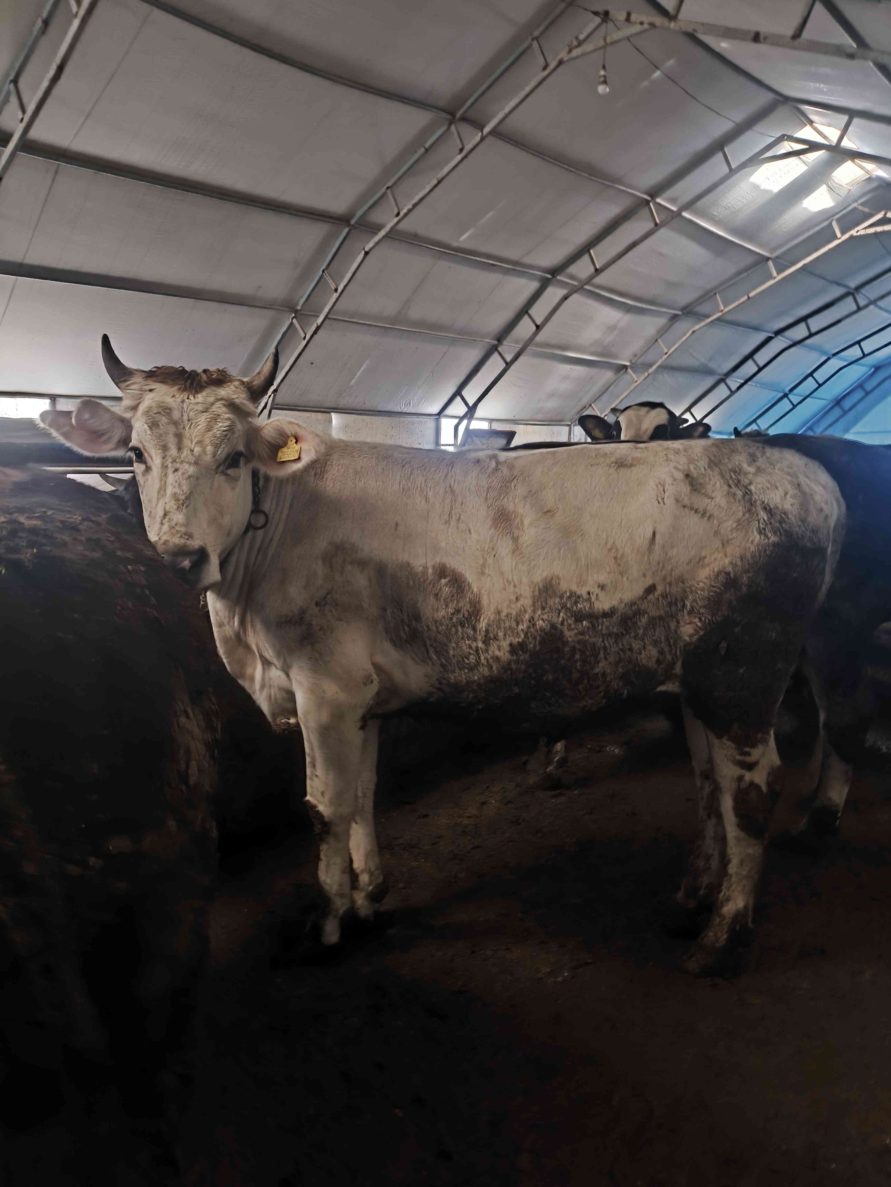 Kurbanlık dana