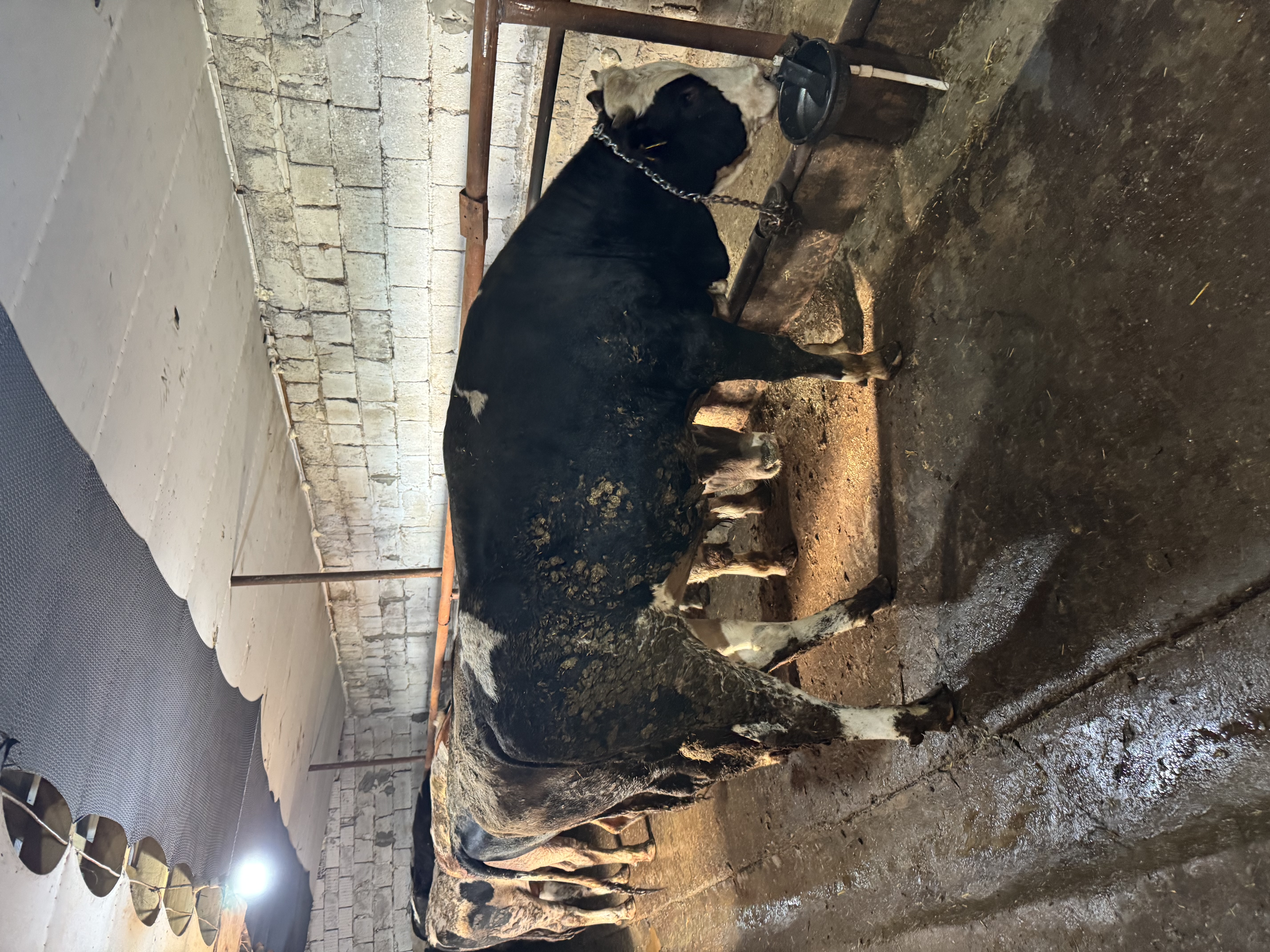 15 aylık danlar montofon simentel akbaş holstein