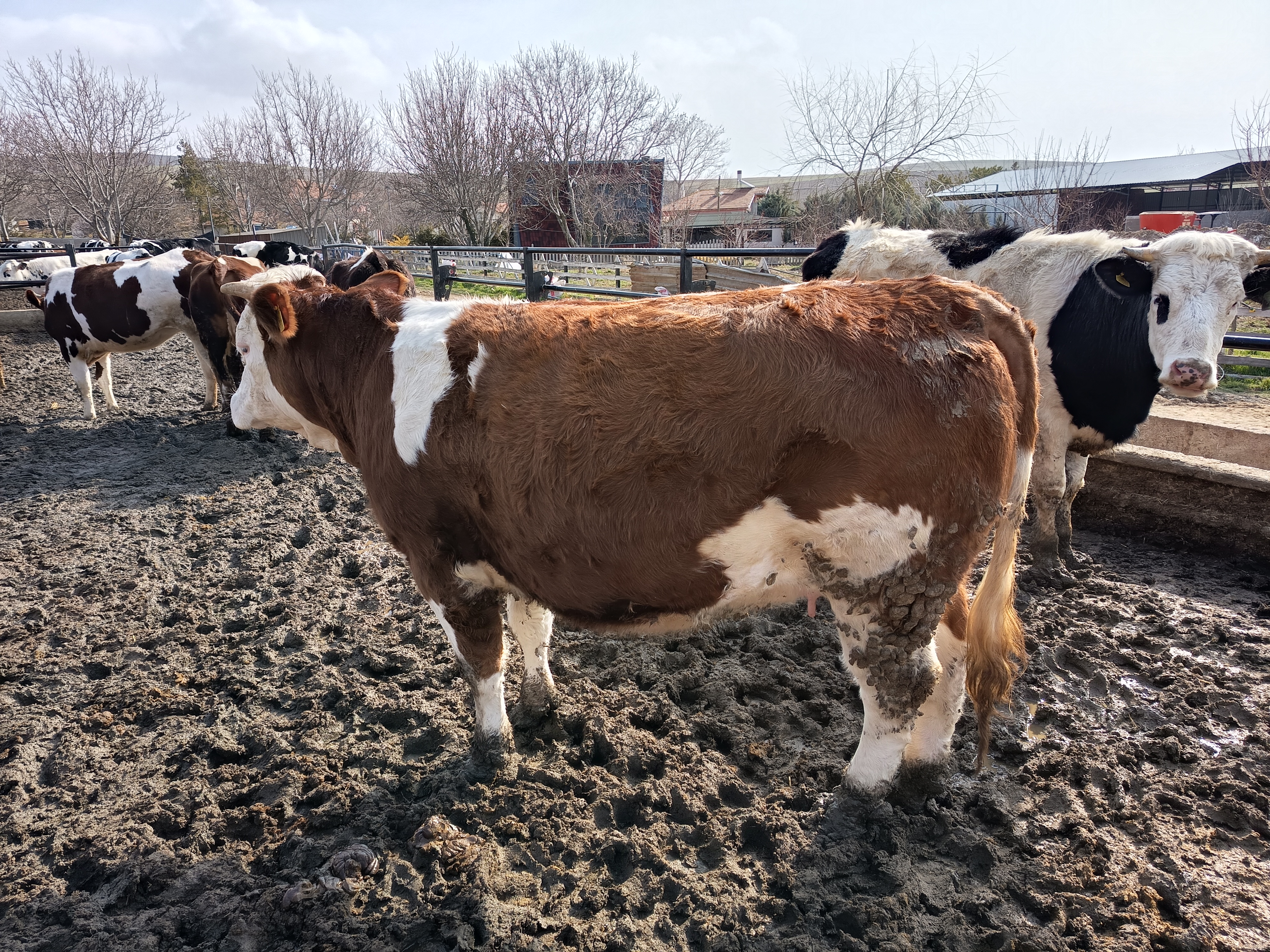 ENES DAMIZLIK DÜVE MERKEZİ        Damızlık Holstein ve Simental  Gebe Düvelerimiz Banka Kredisine Uygun