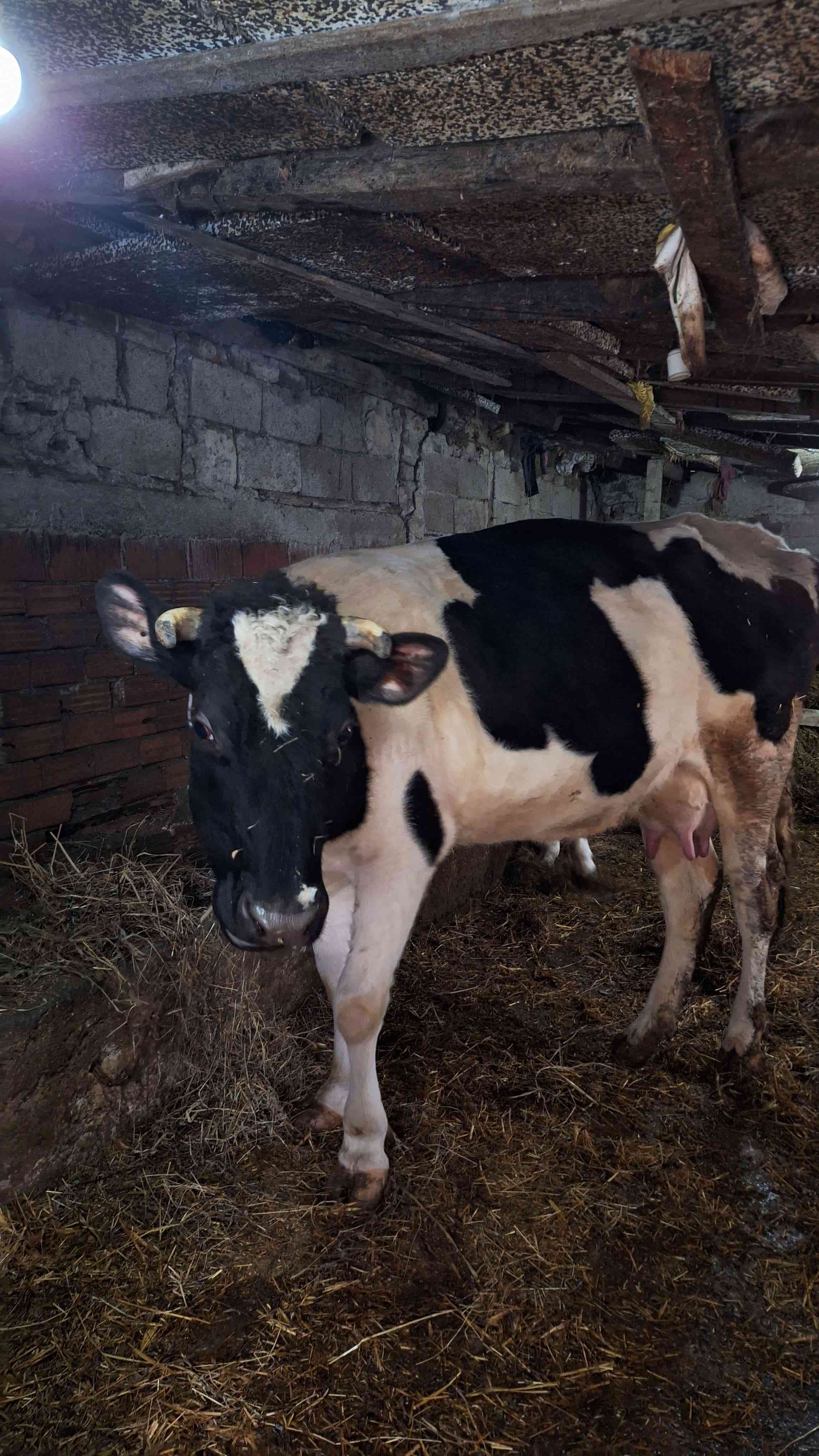 3 lü holştein inek ve buzak