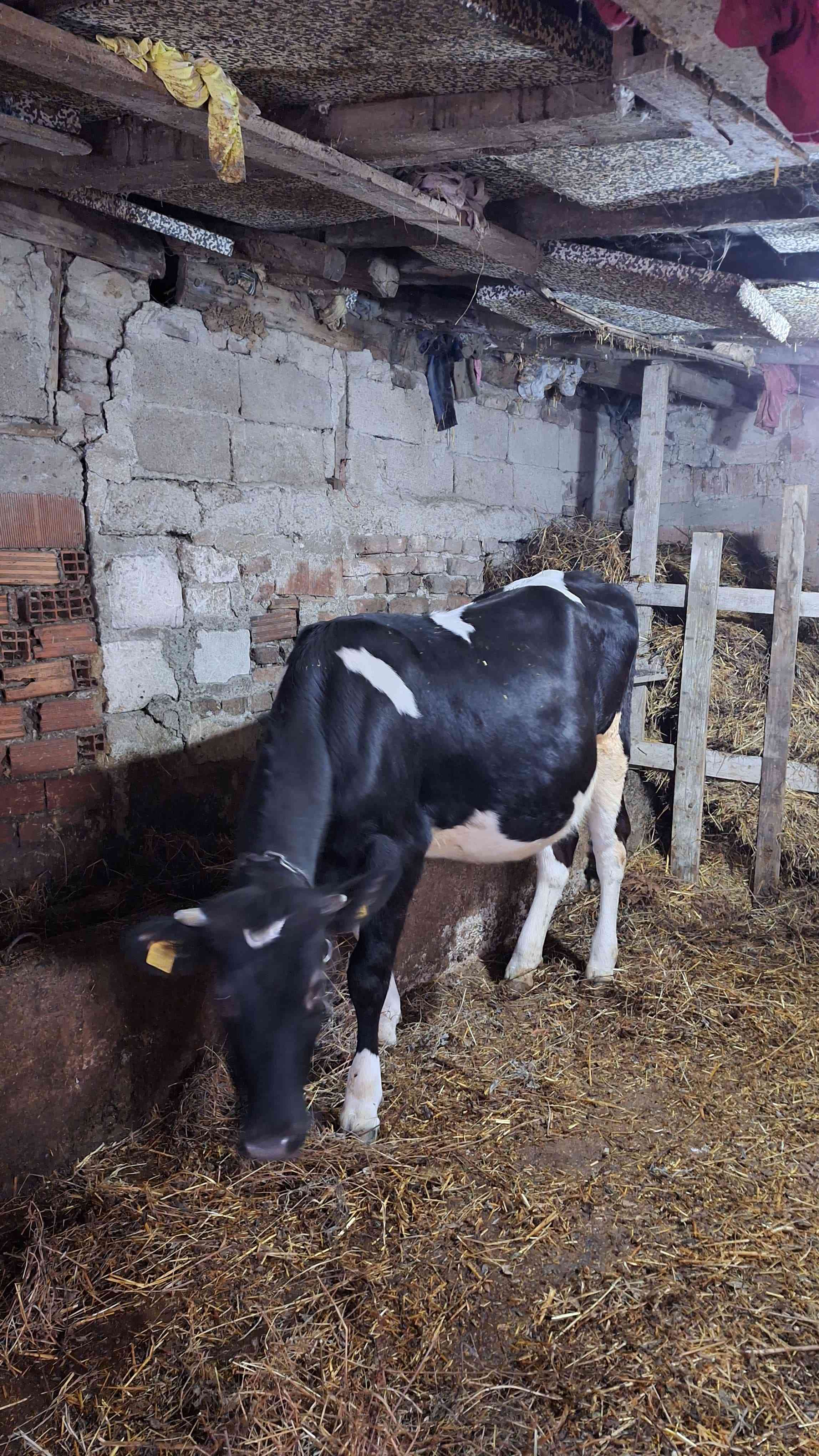 3 lü holştein inek ve buzak
