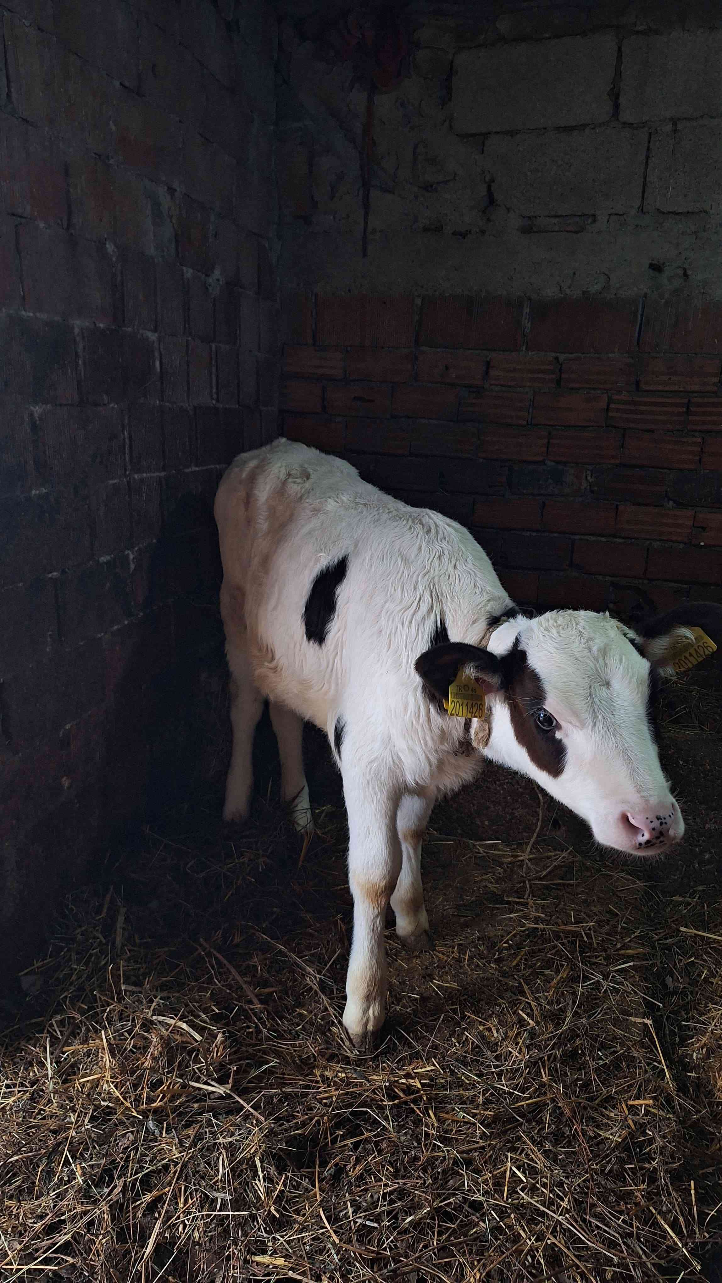 3 lü holştein inek ve buzak
