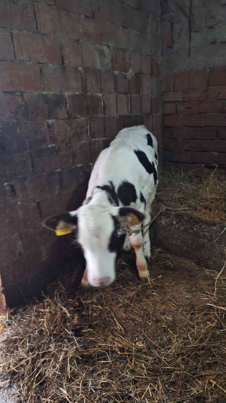 3 lü holştein inek ve buzak