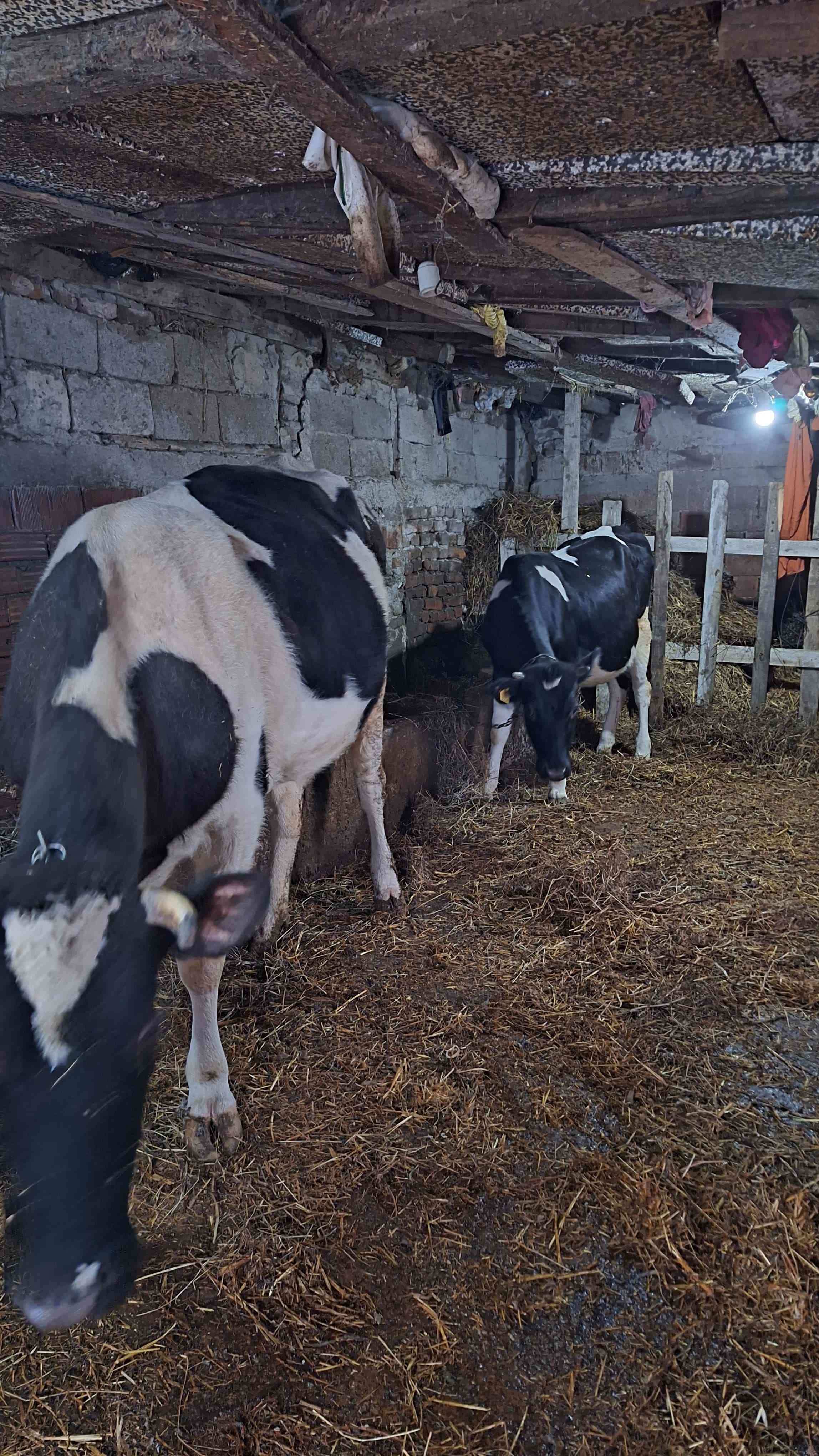 3 lü holştein inek ve buzak