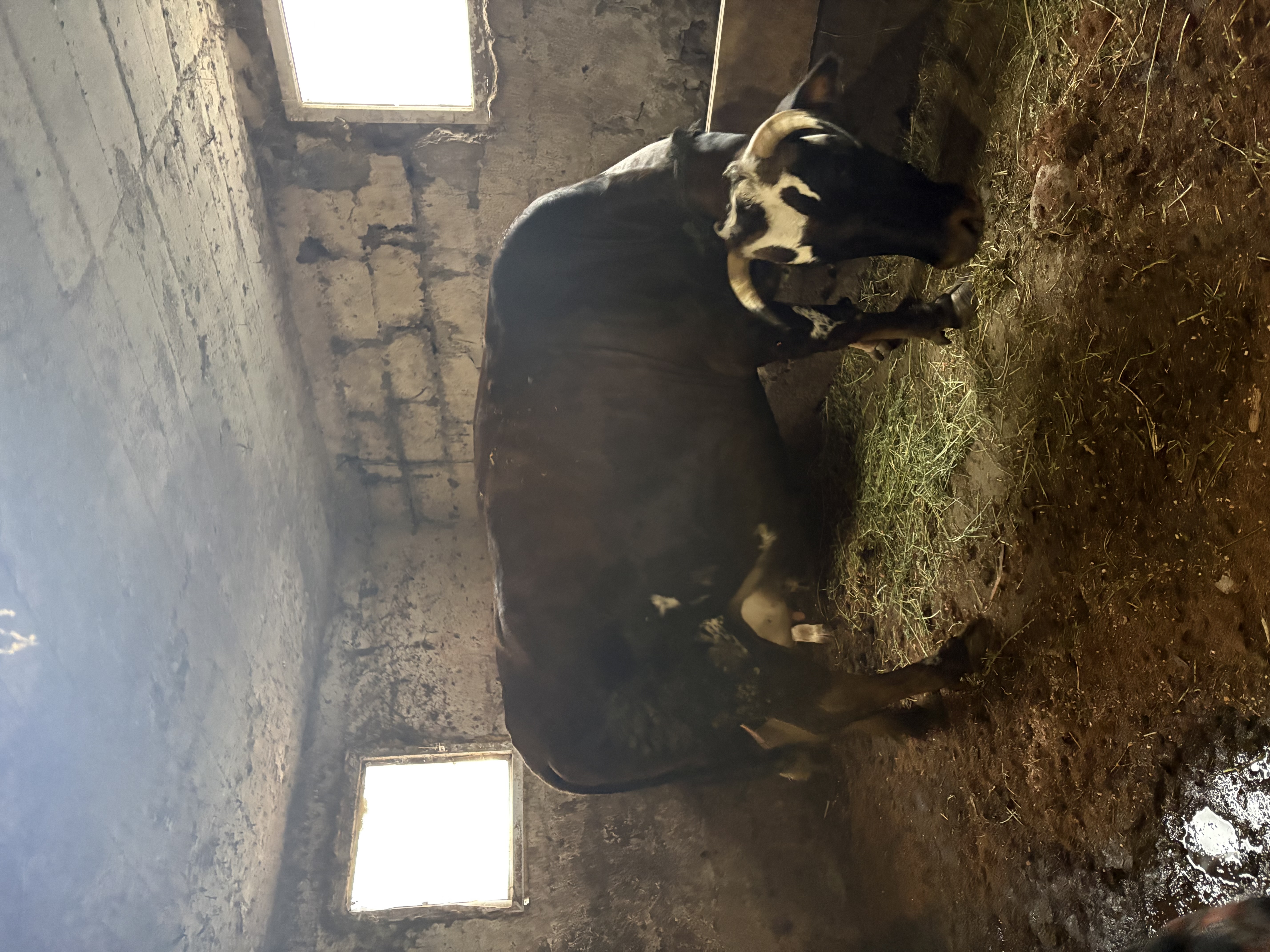 Doğuma on gün kaldı günlük 20 kg sütü bulunur