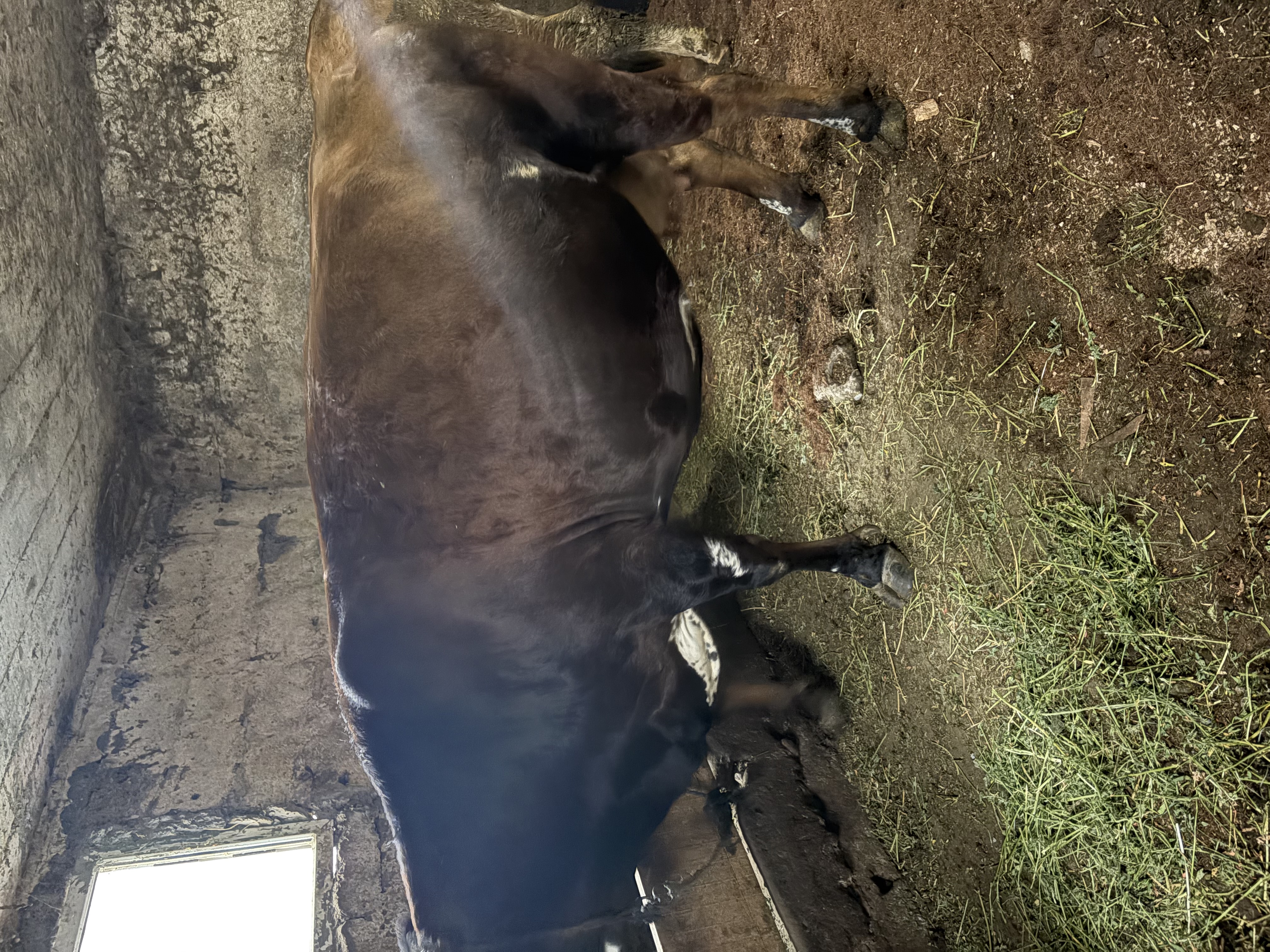 Doğuma on gün kaldı günlük 20 kg sütü bulunur