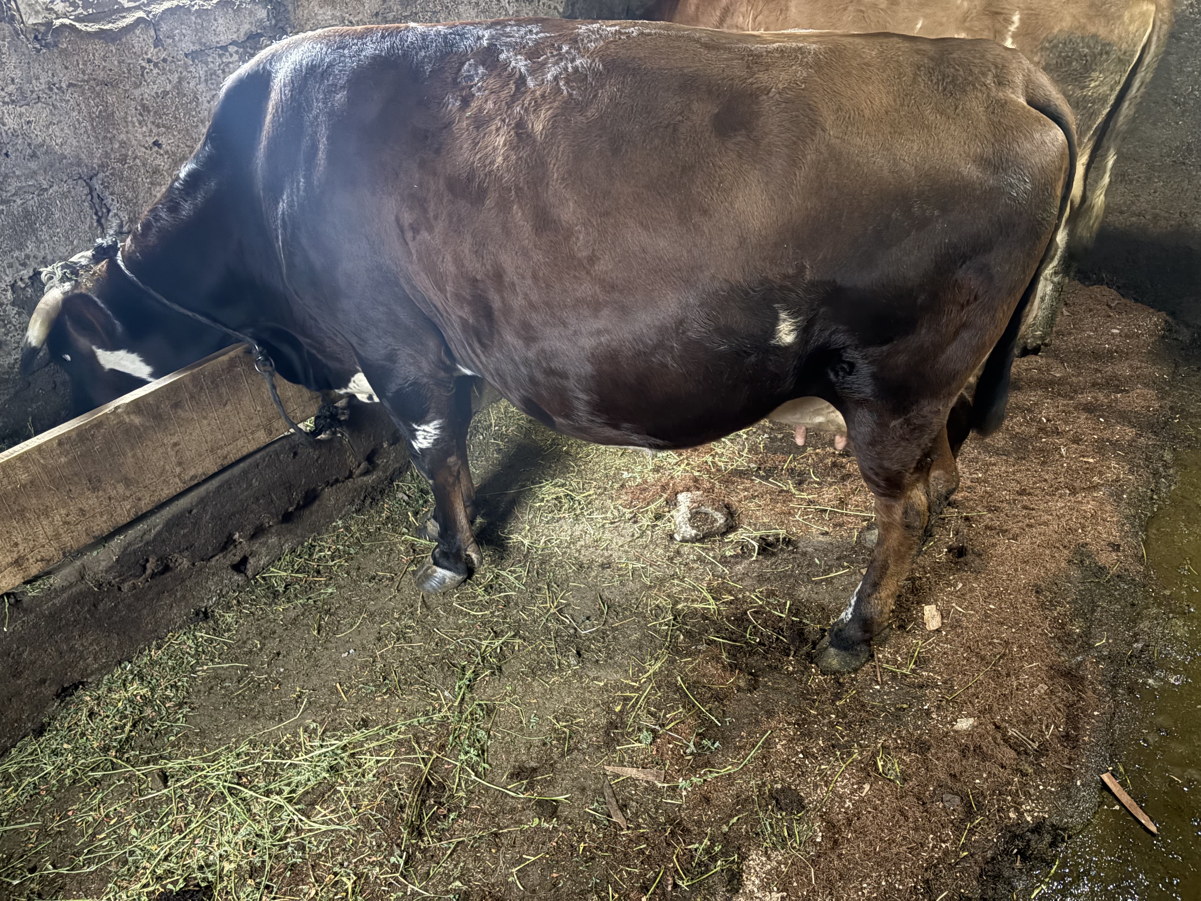 Doğuma on gün kaldı günlük 20 kg sütü bulunur
