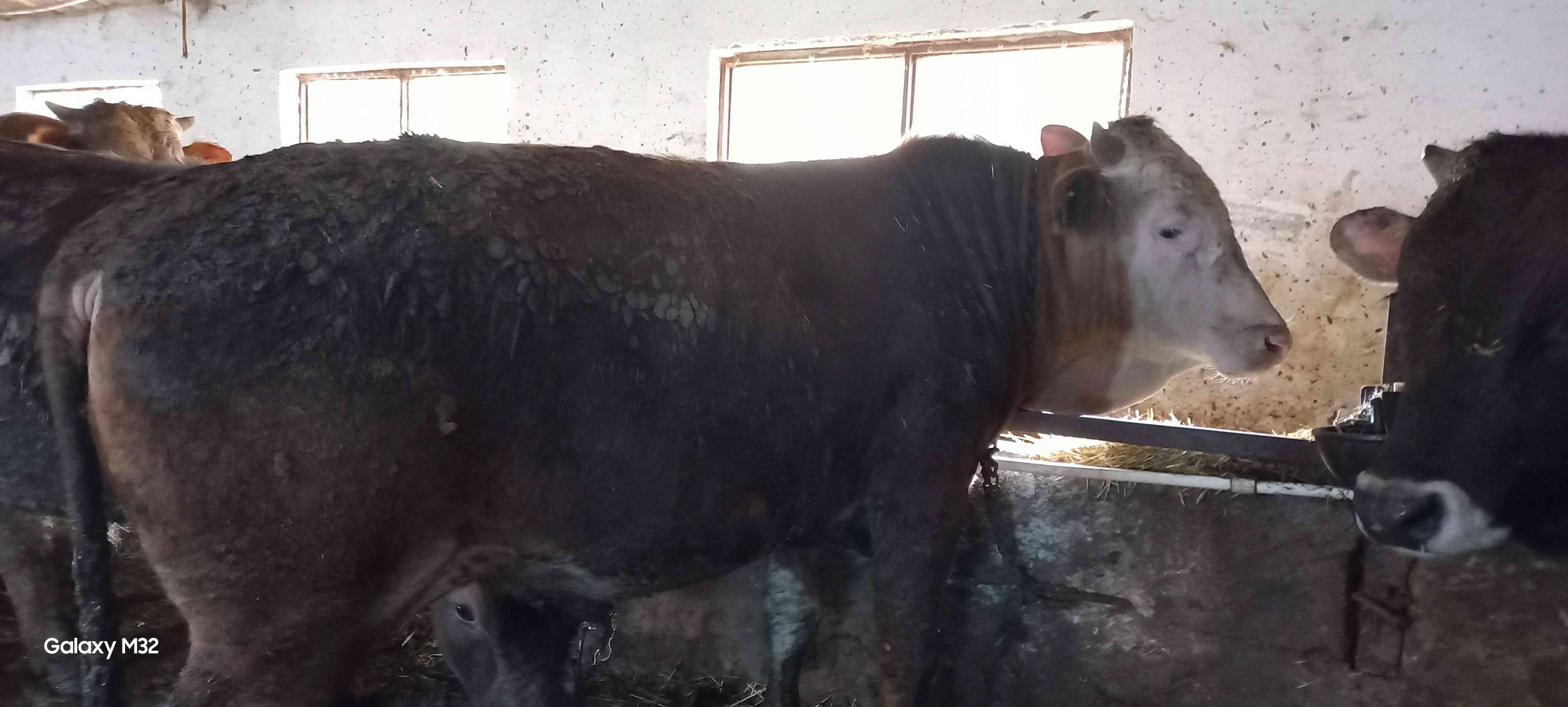 kurbanlık dana düve