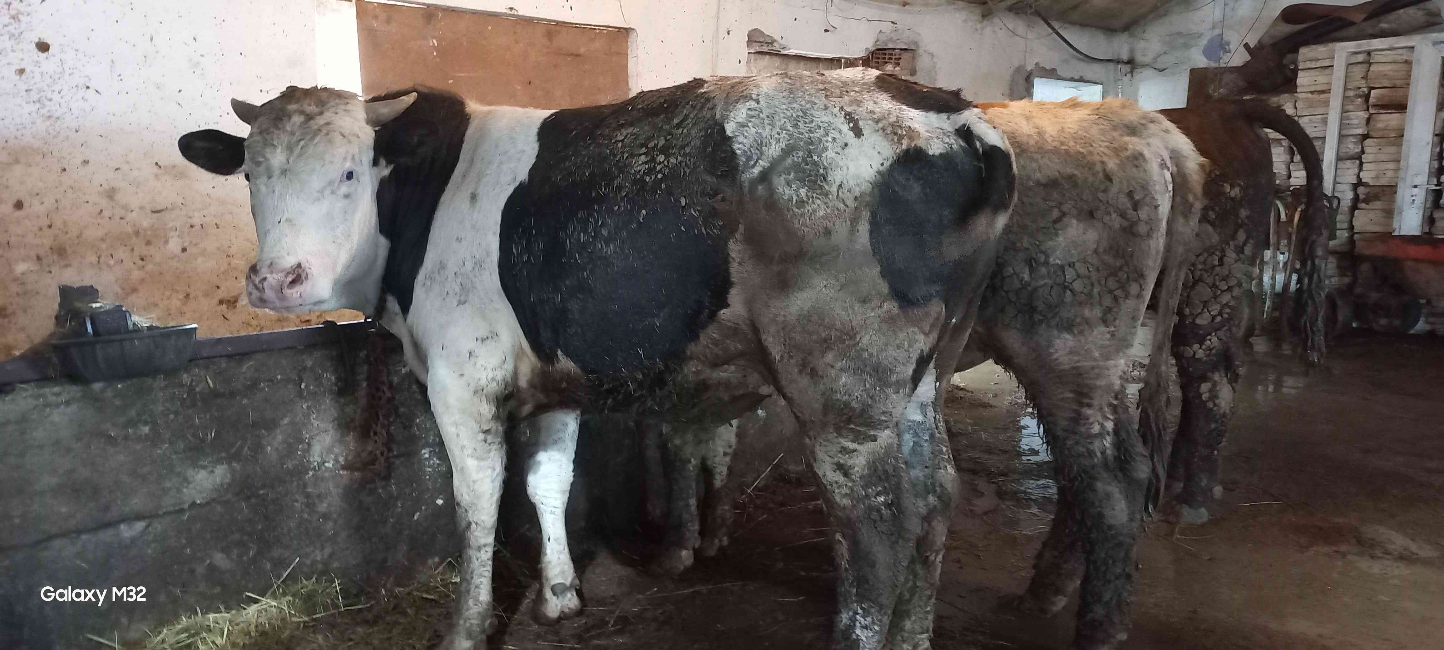 kurbanlık dana düve