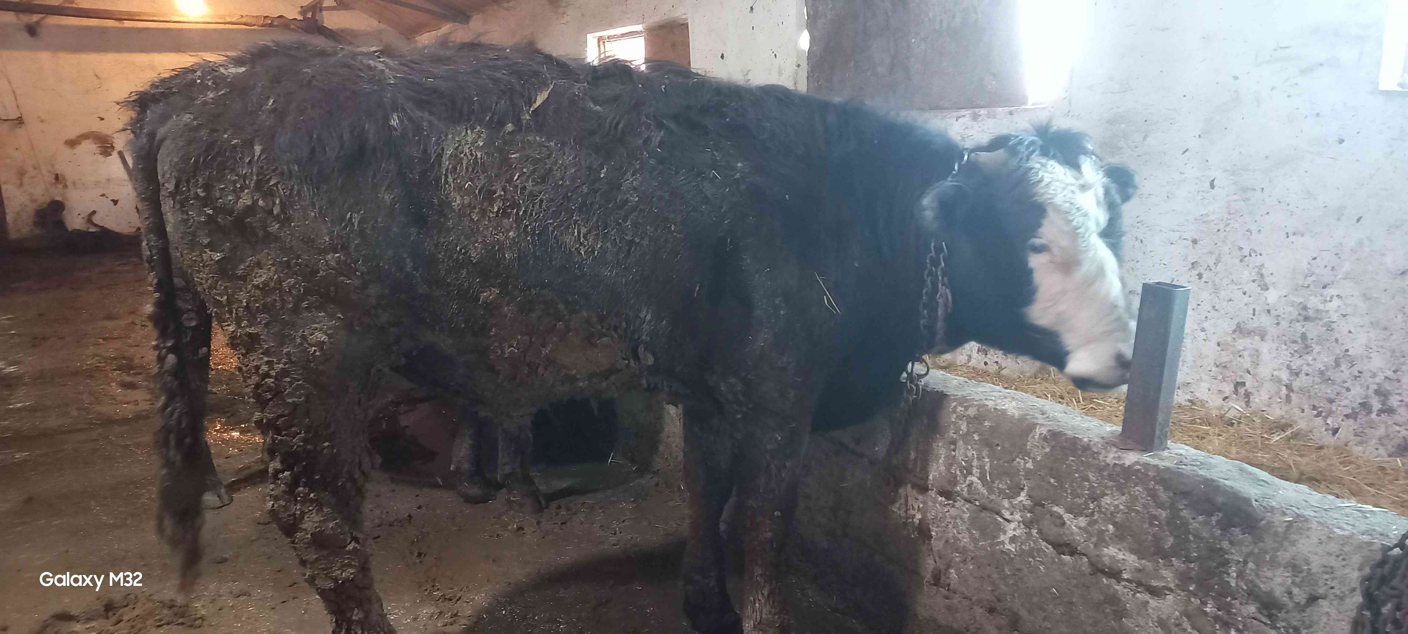 kurbanlık dana düve