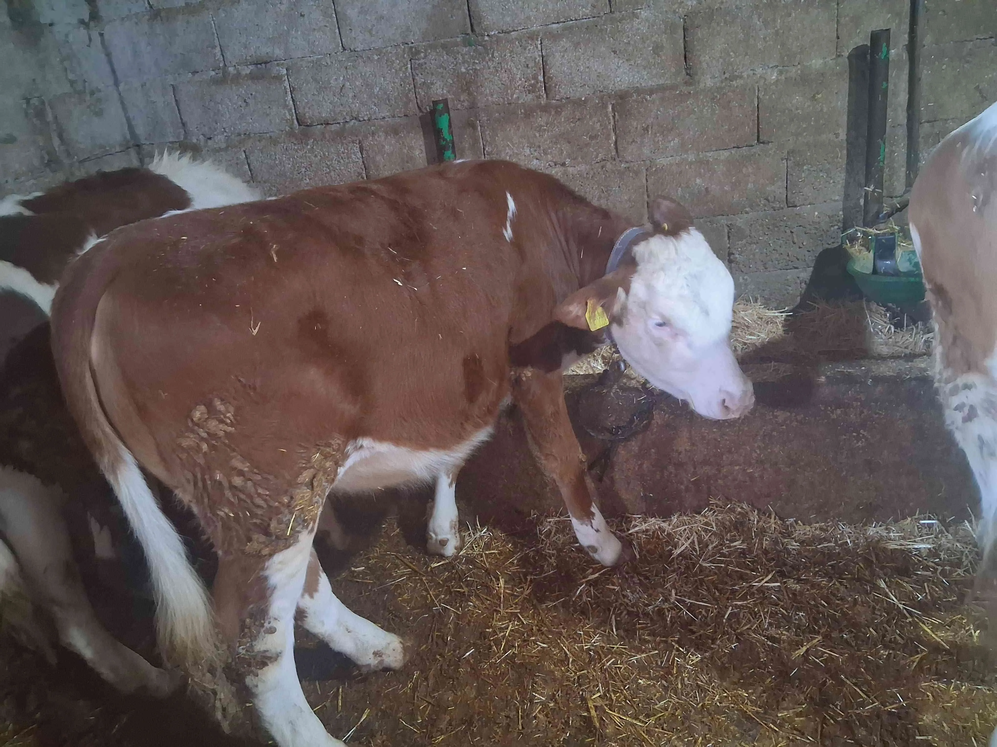 2 ADET HAM DUVELERİM SATILIKTIR