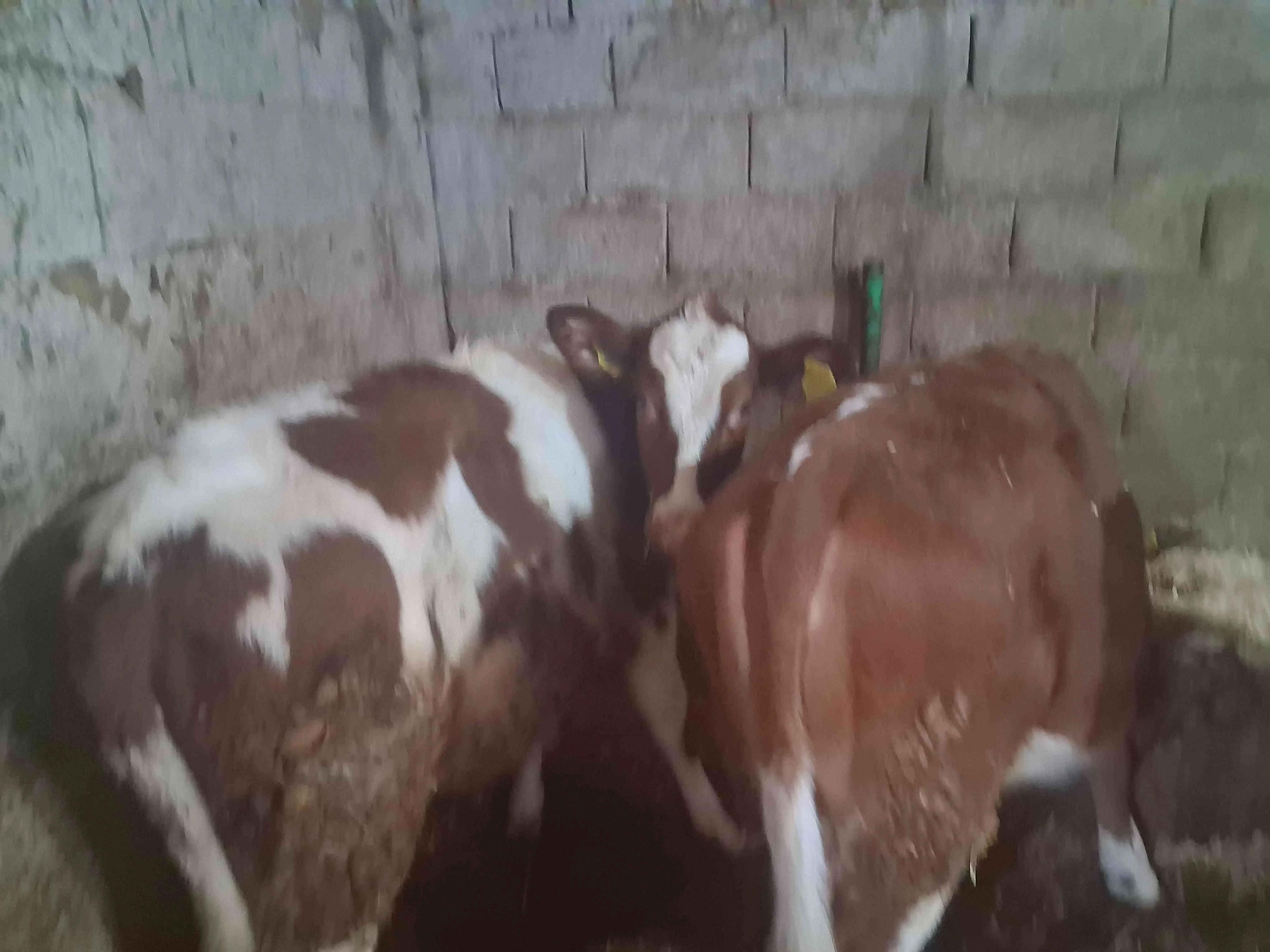 2 ADET HAM DUVELERİM SATILIKTIR
