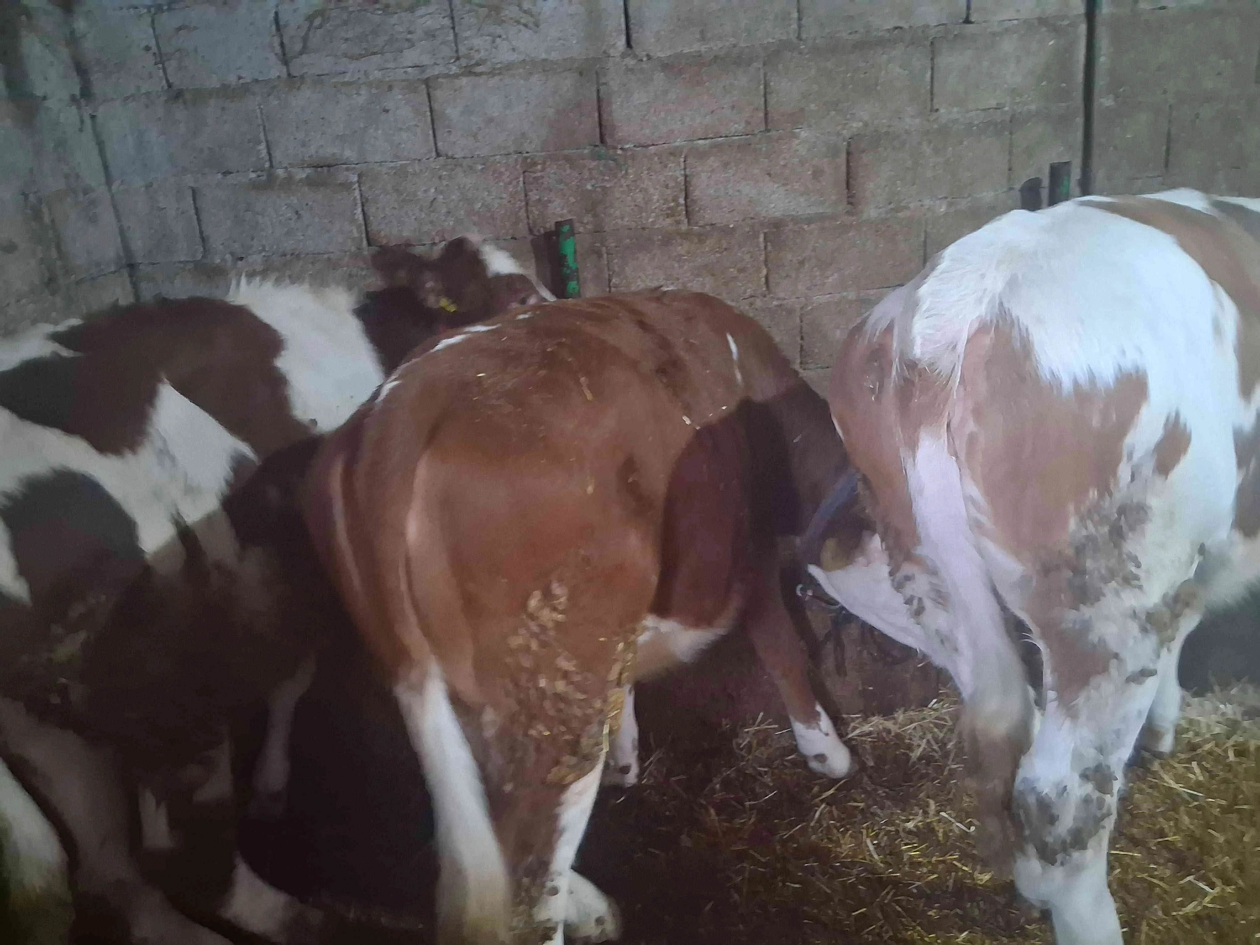 2 ADET HAM DUVELERİM SATILIKTIR