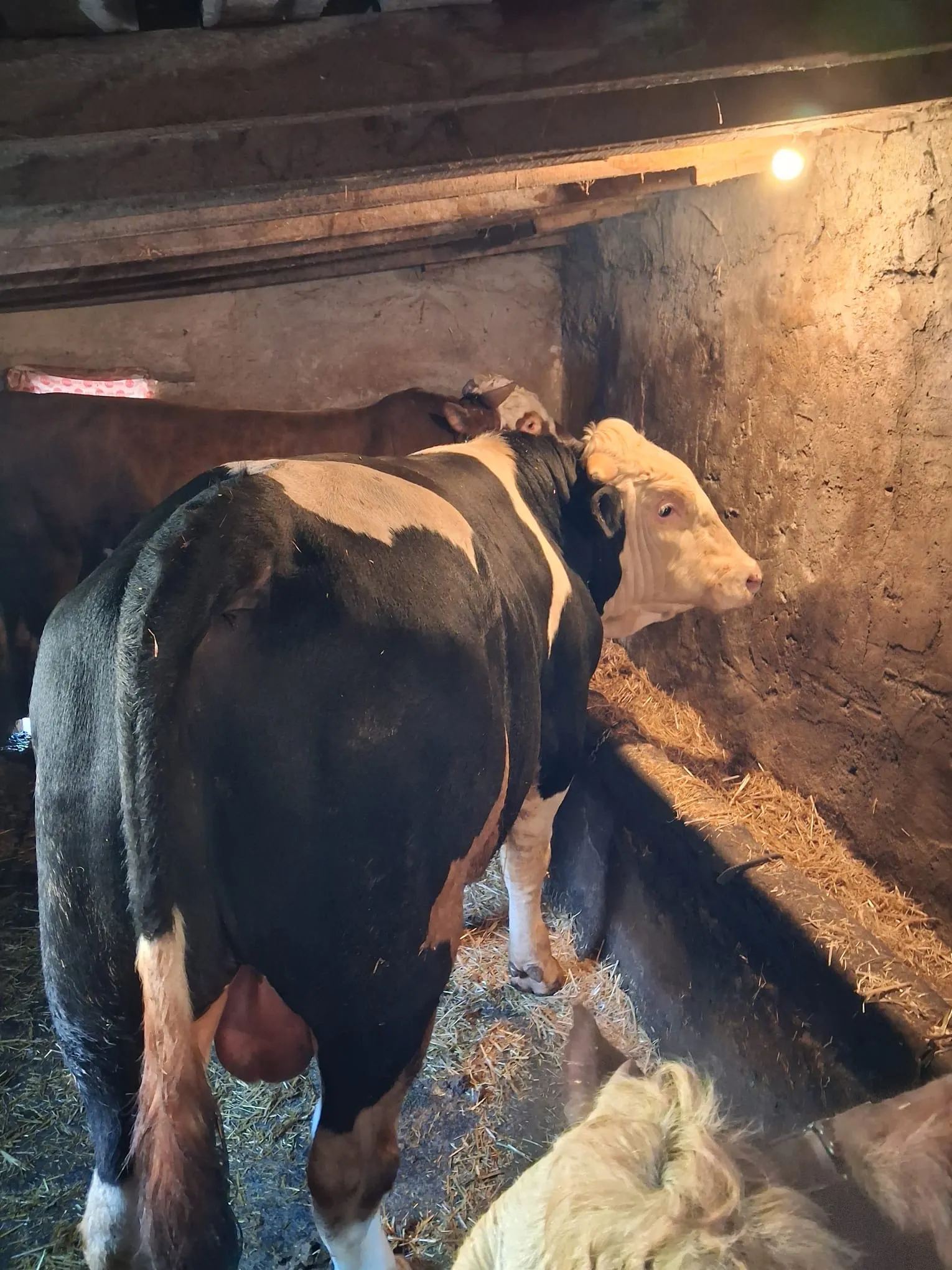 2 yaş holstein Kurbanlık Dana