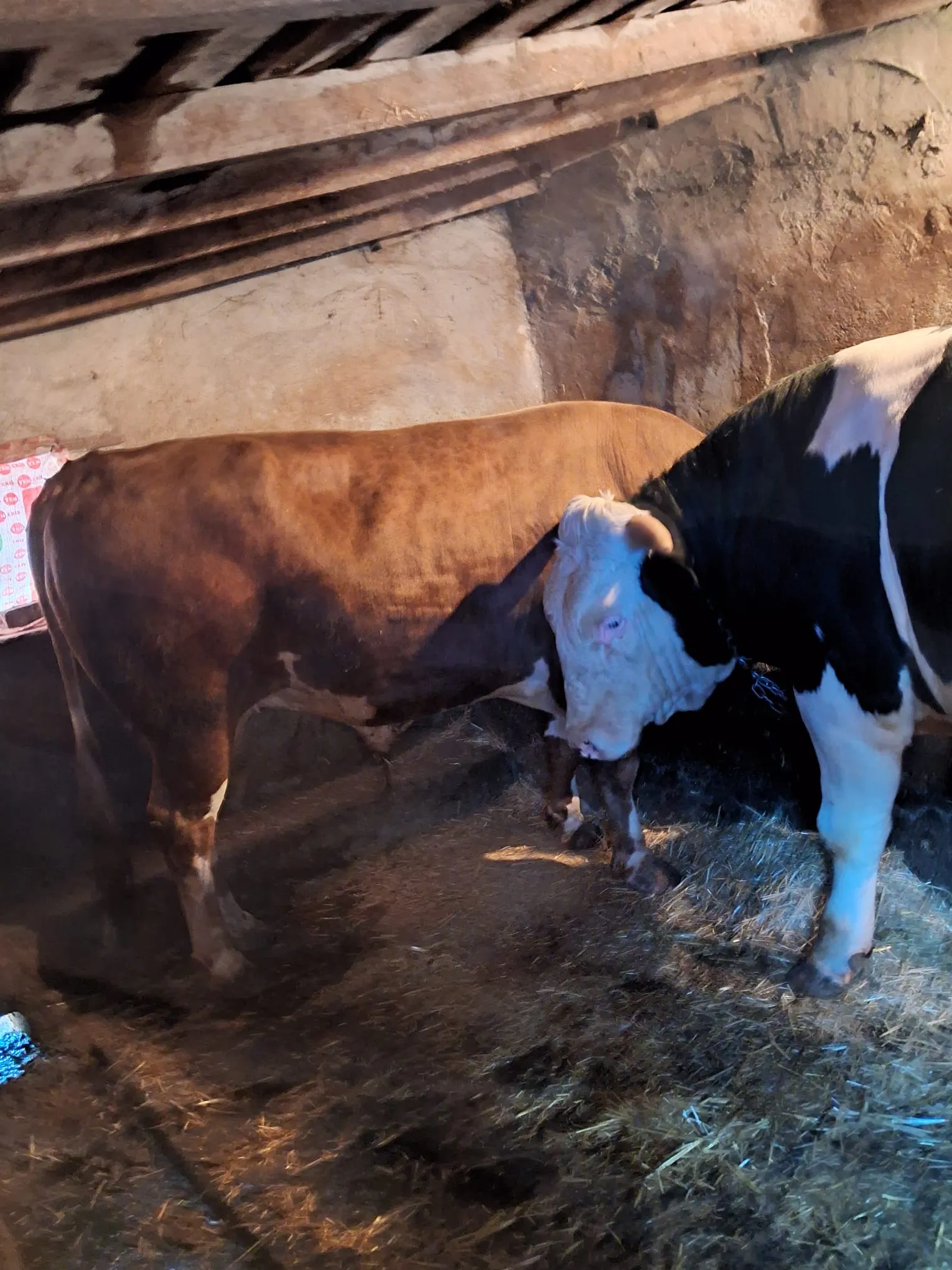 2 yaş holstein Kurbanlık Dana