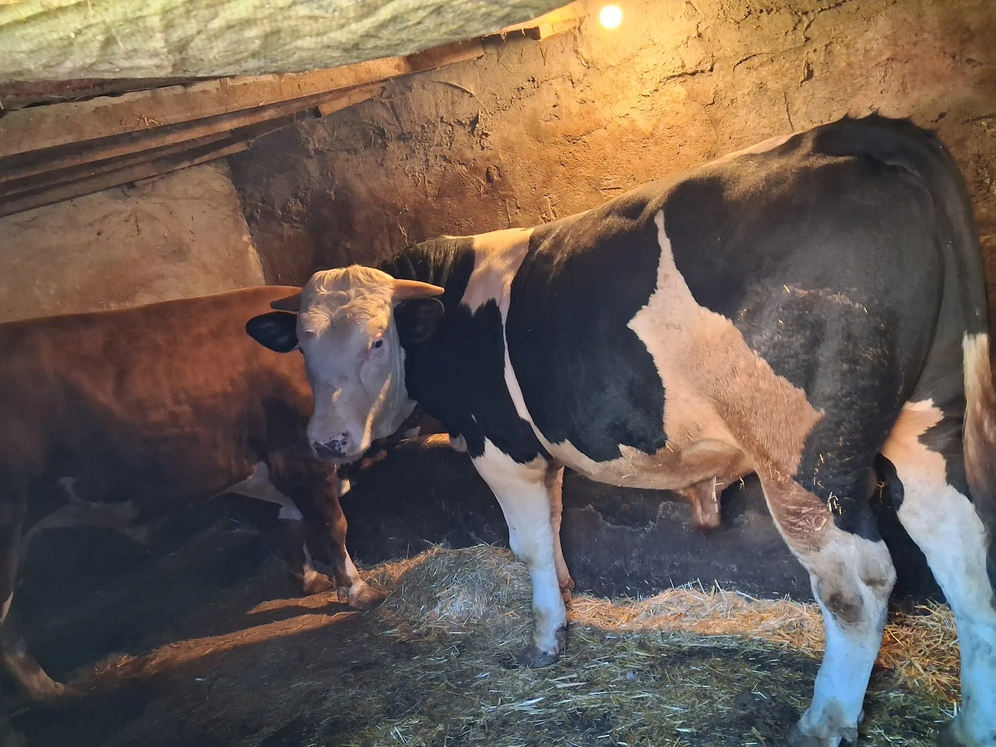 2 yaş holstein Kurbanlık Dana