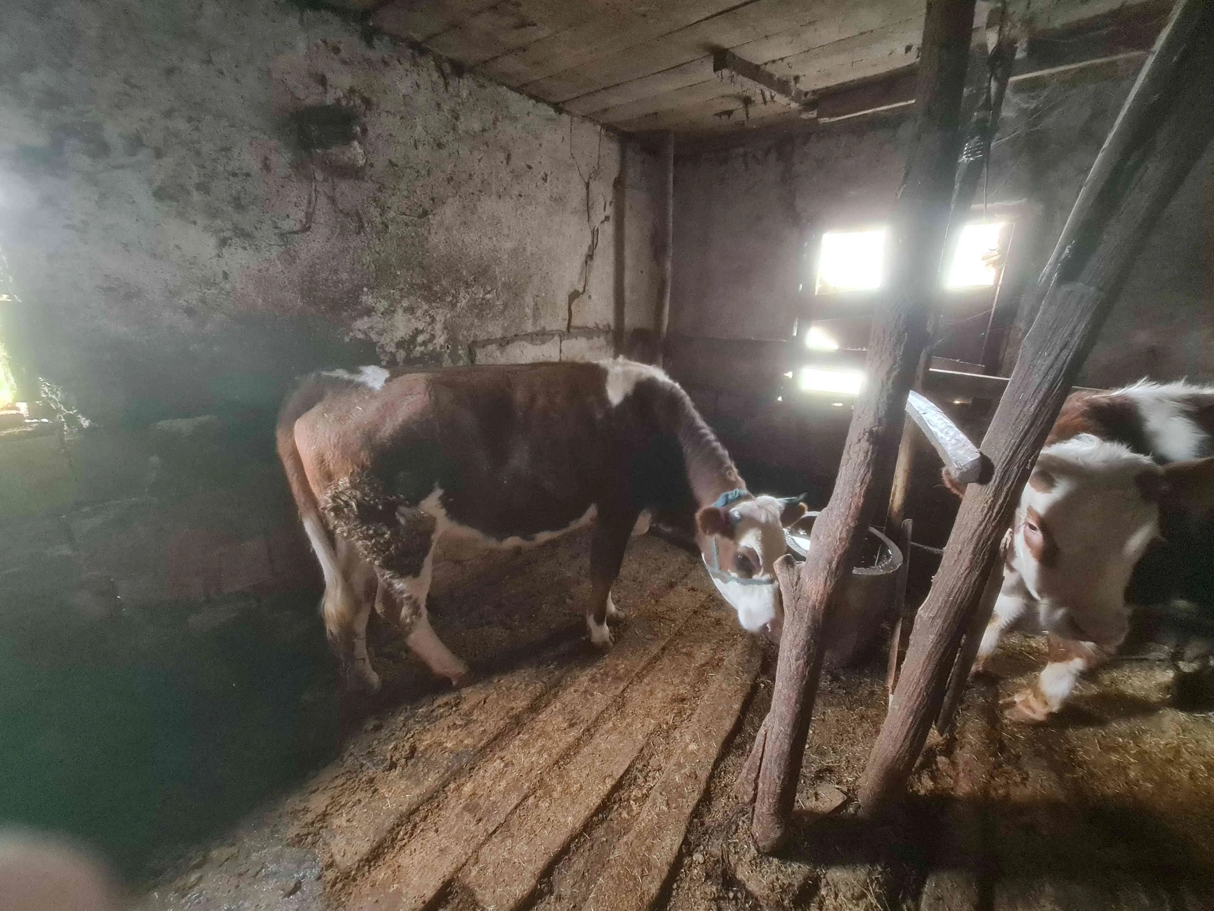 Kurbanlık düve