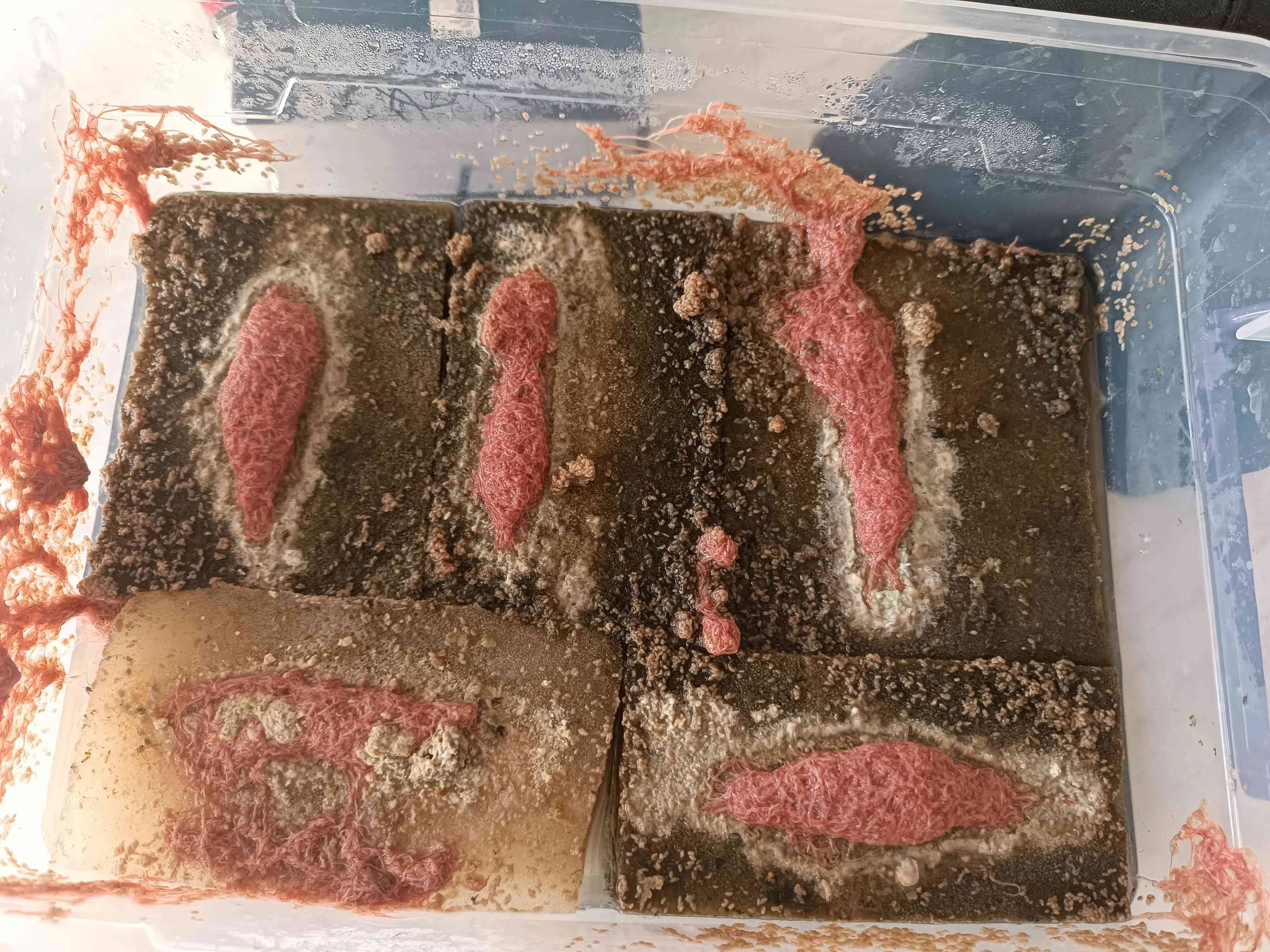 İzya kurdu, su Piresi, sirke kurdu, microfex, mikro kurt,beyaz kurt, grindal kurt, paramecyum.