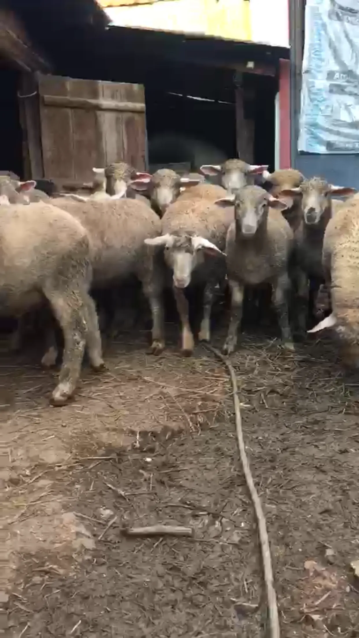 Saf kan Merinos