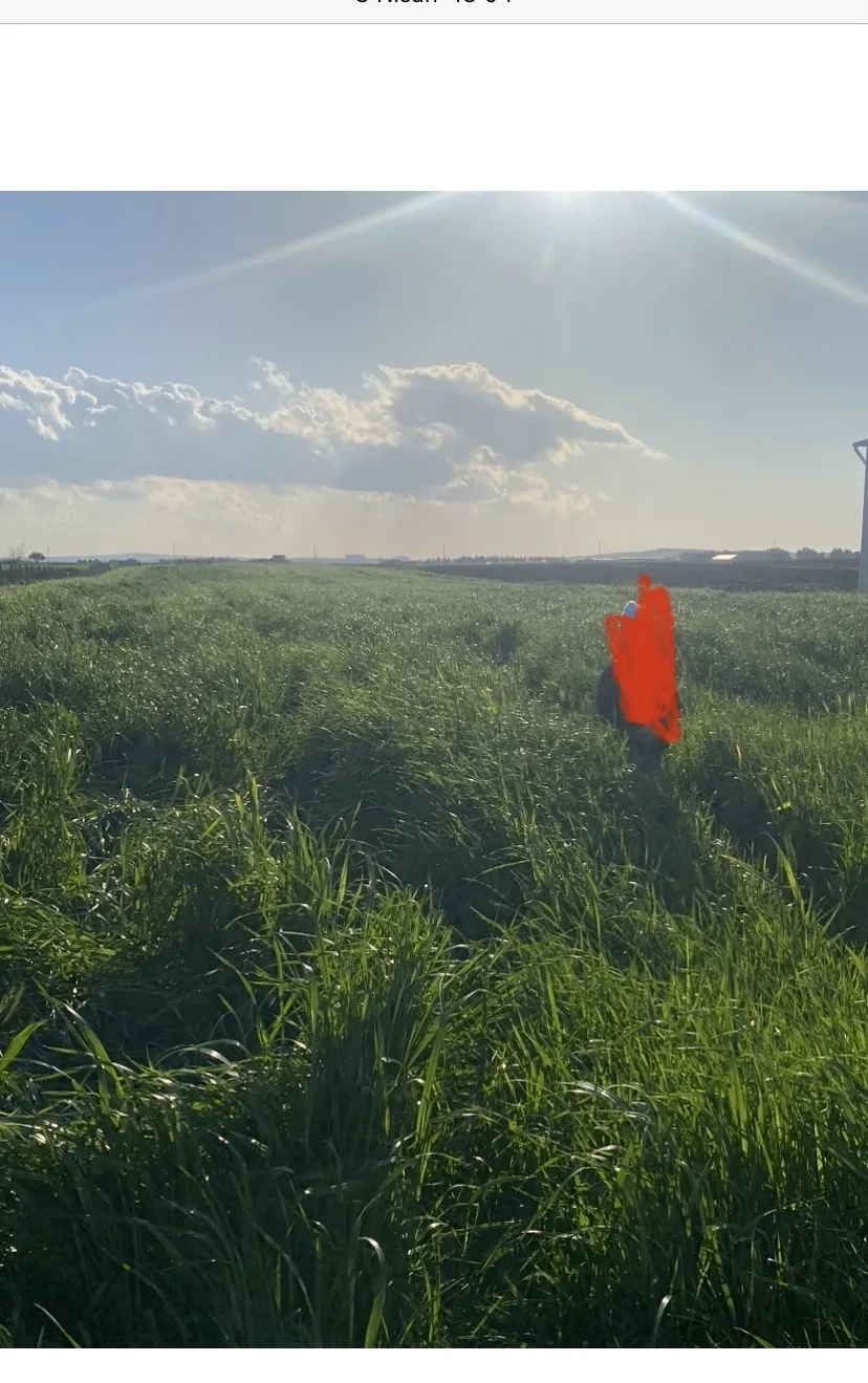 Reygrass ot balyası