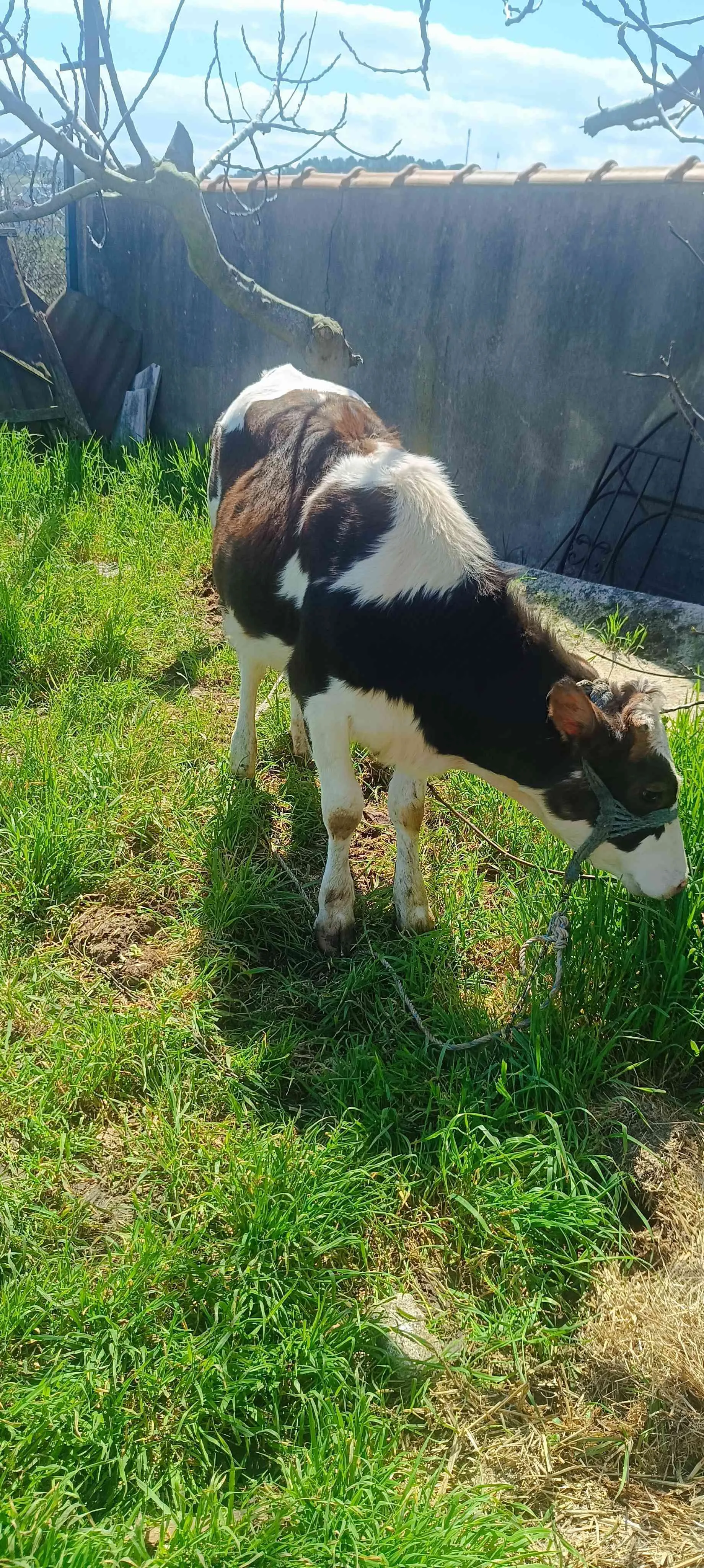 Simental inek 2aylik cins buzağısı ile+yerli kırmızı düve