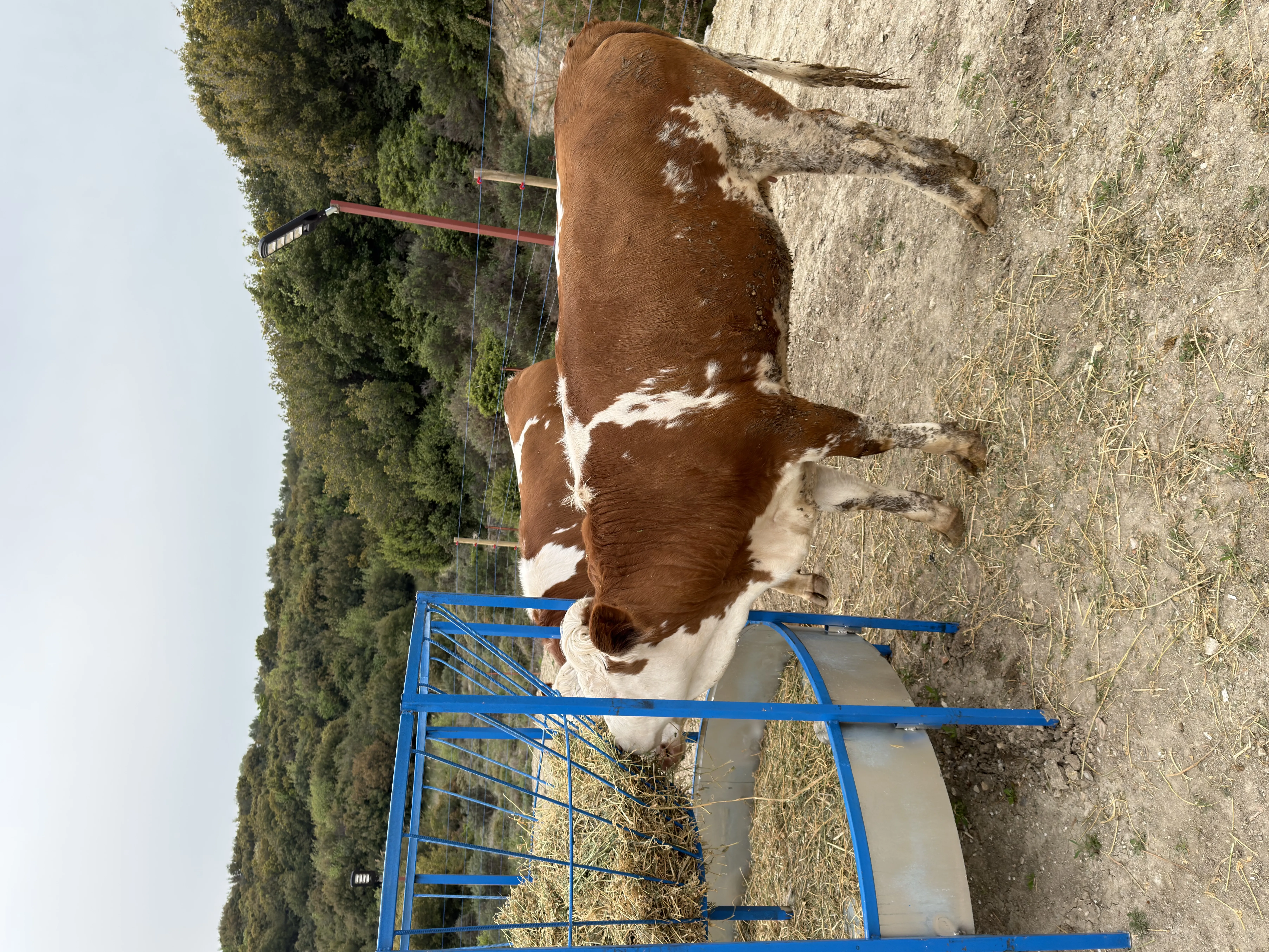 Orjinal Fleckvieh sütlü cins