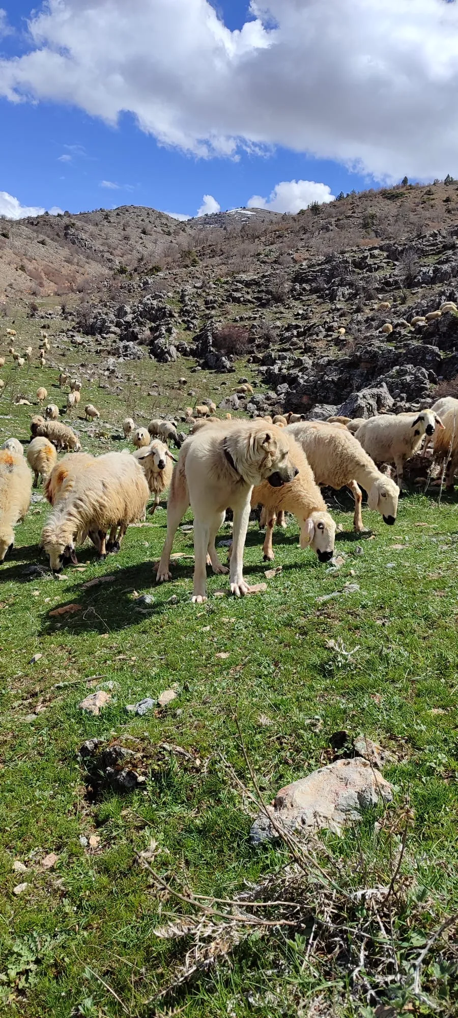 Toklu kuzu çebiş koyun koç