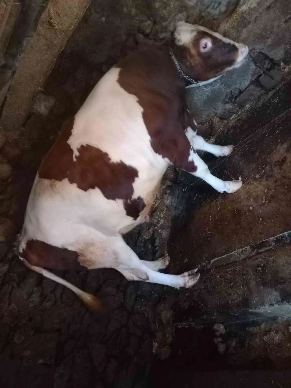 Holstein kırması. Kendi yetiştirmemız