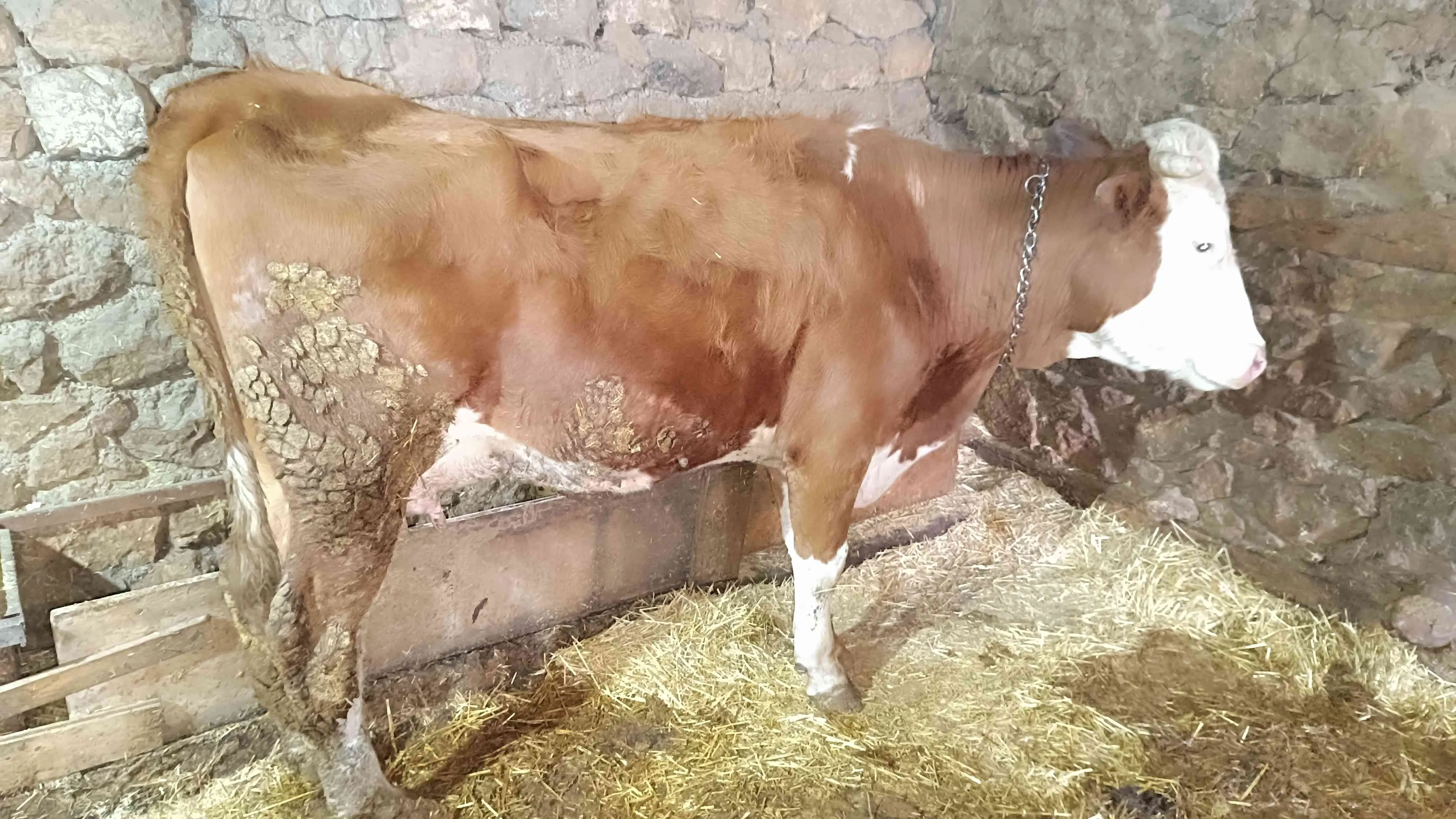 Simental inek 7 aylık gebe inek 4 doğumunda bir