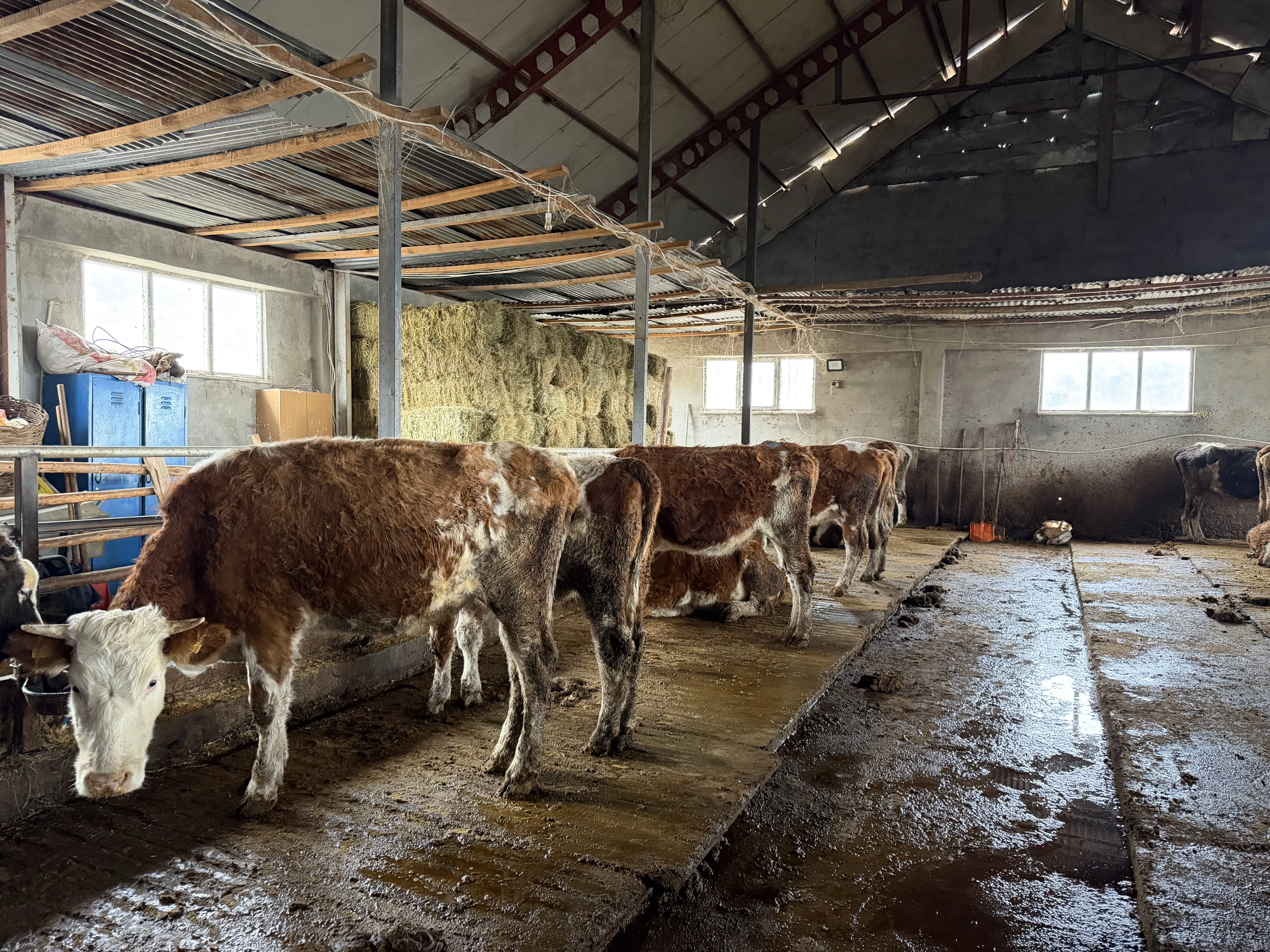 A A KALŞTE DAMIZLIK DÜVE 60 ADET