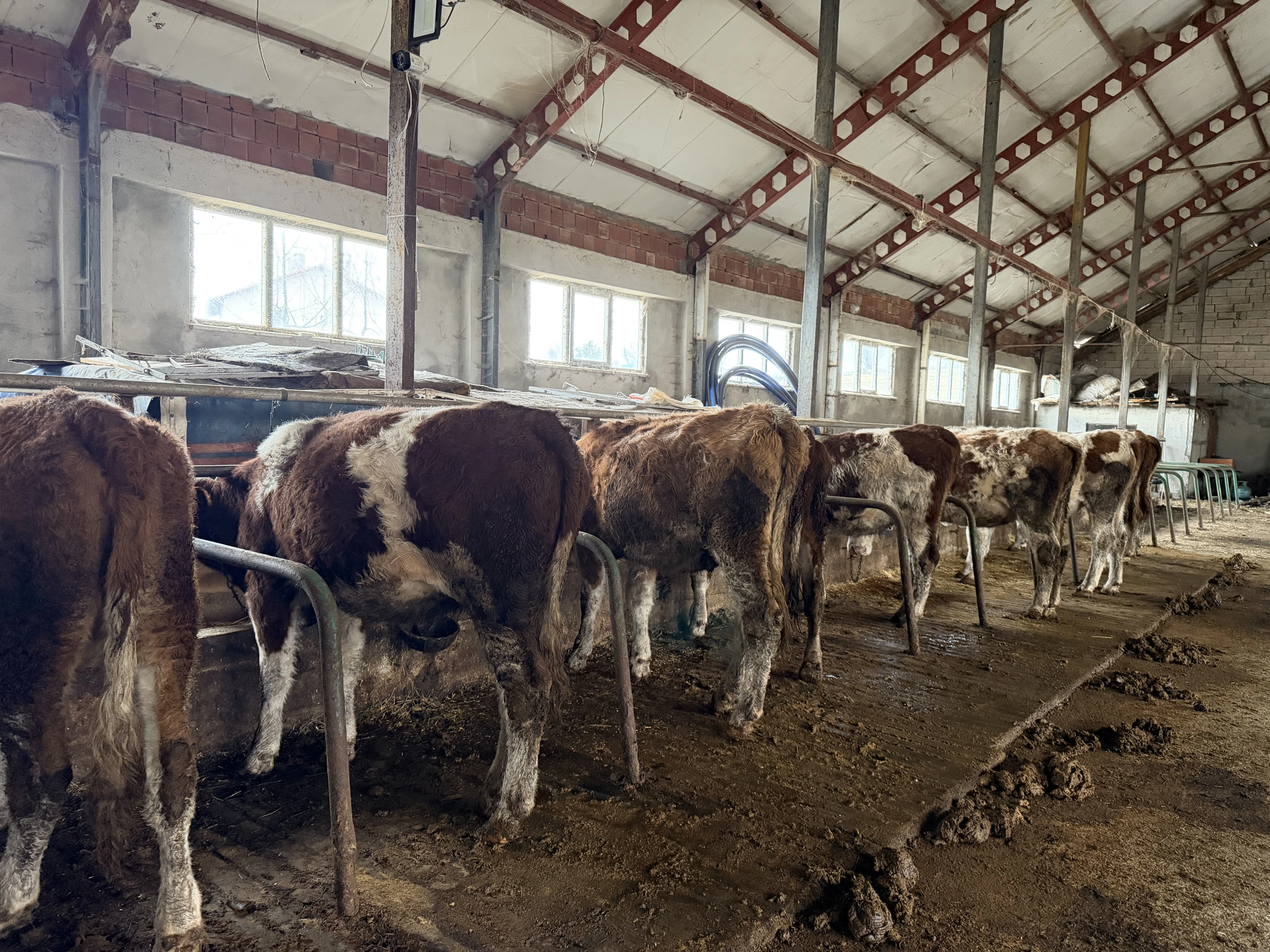 A A KALŞTE DAMIZLIK DÜVE 60 ADET