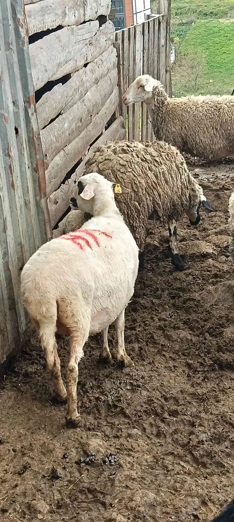 Her bütçeye uygun kurbanlığımız mevcuttur.