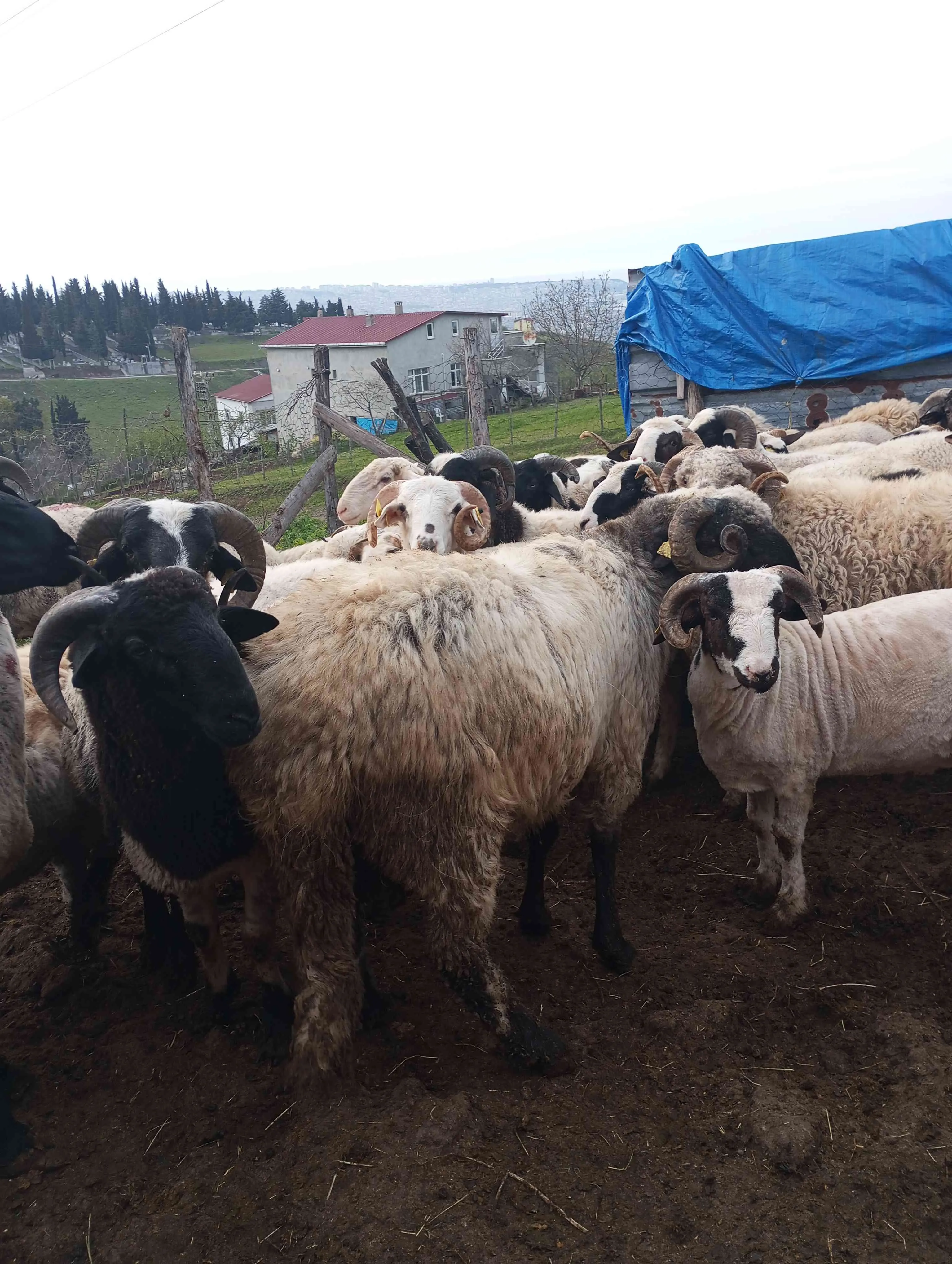 Her bütçeye uygun kurbanlığımız mevcuttur.