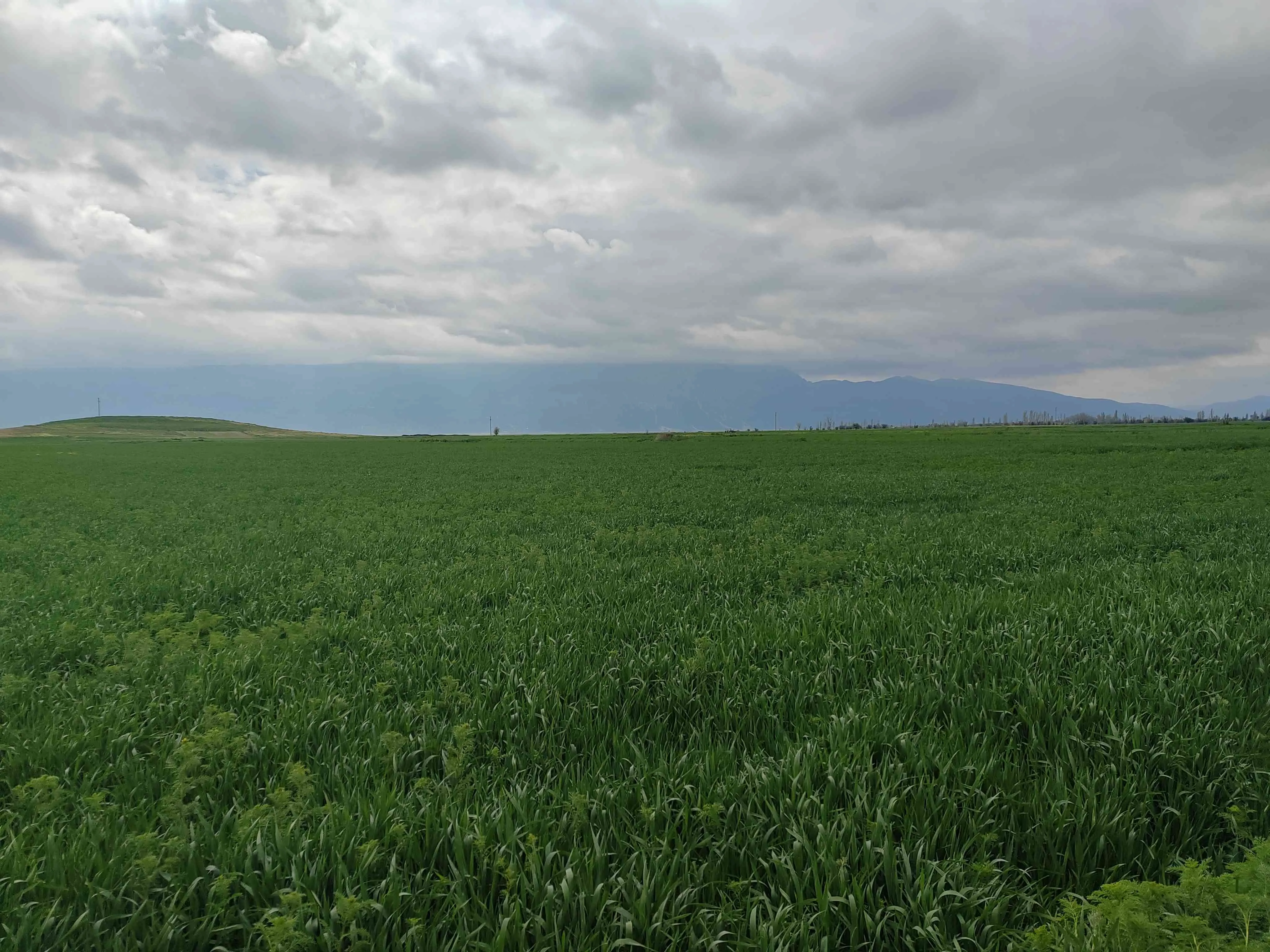 Tritikale balyası