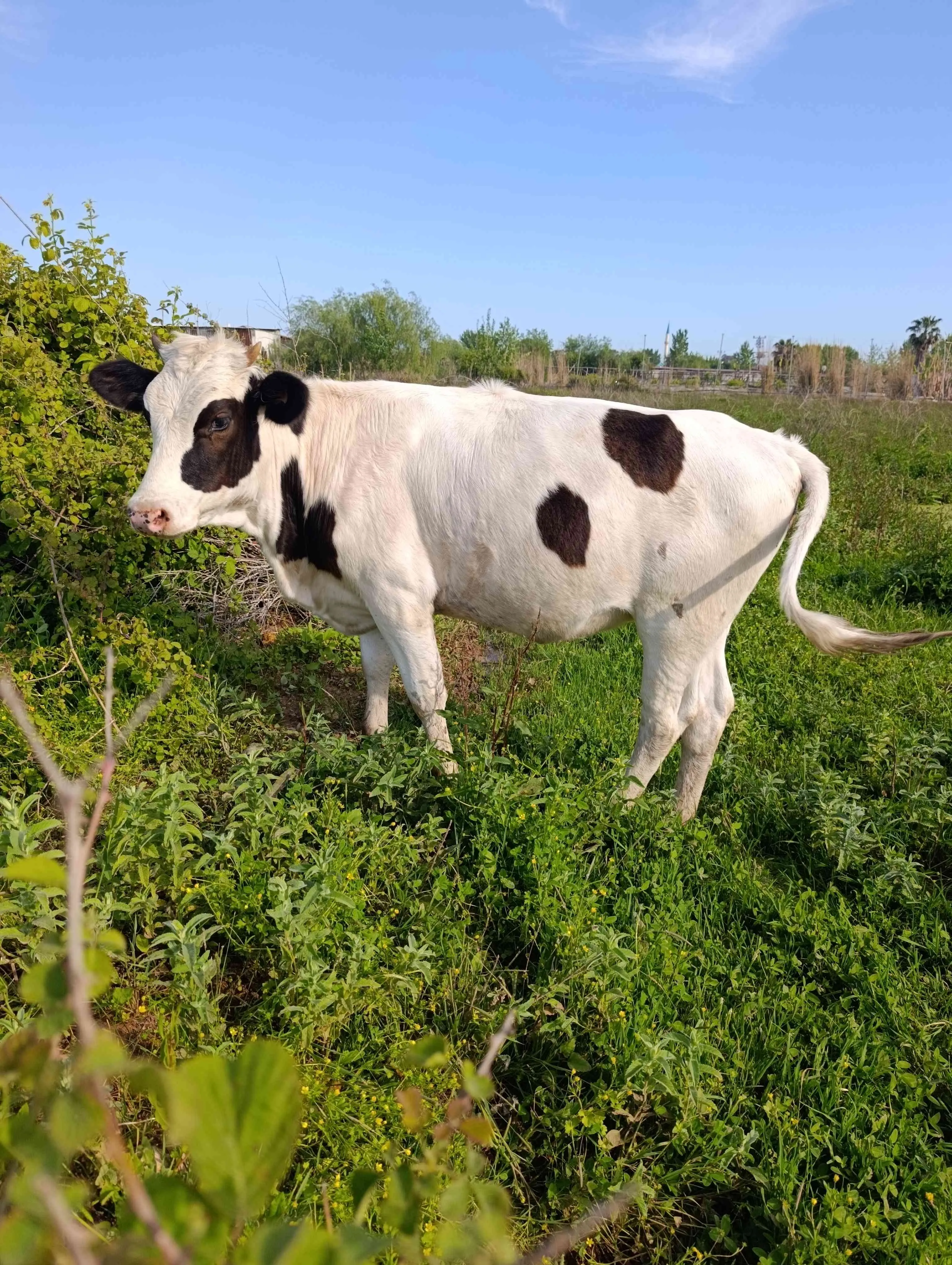 14-15 aylık Simental Holstein damızlık düveler