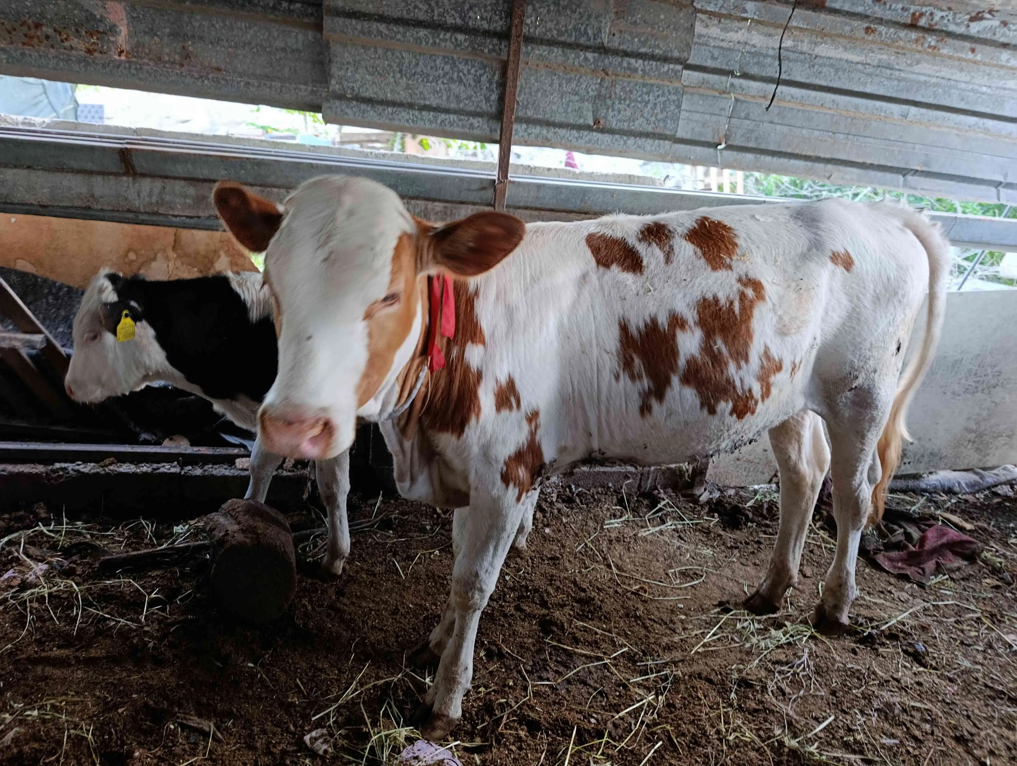 14-15 aylık Simental Holstein damızlık düveler