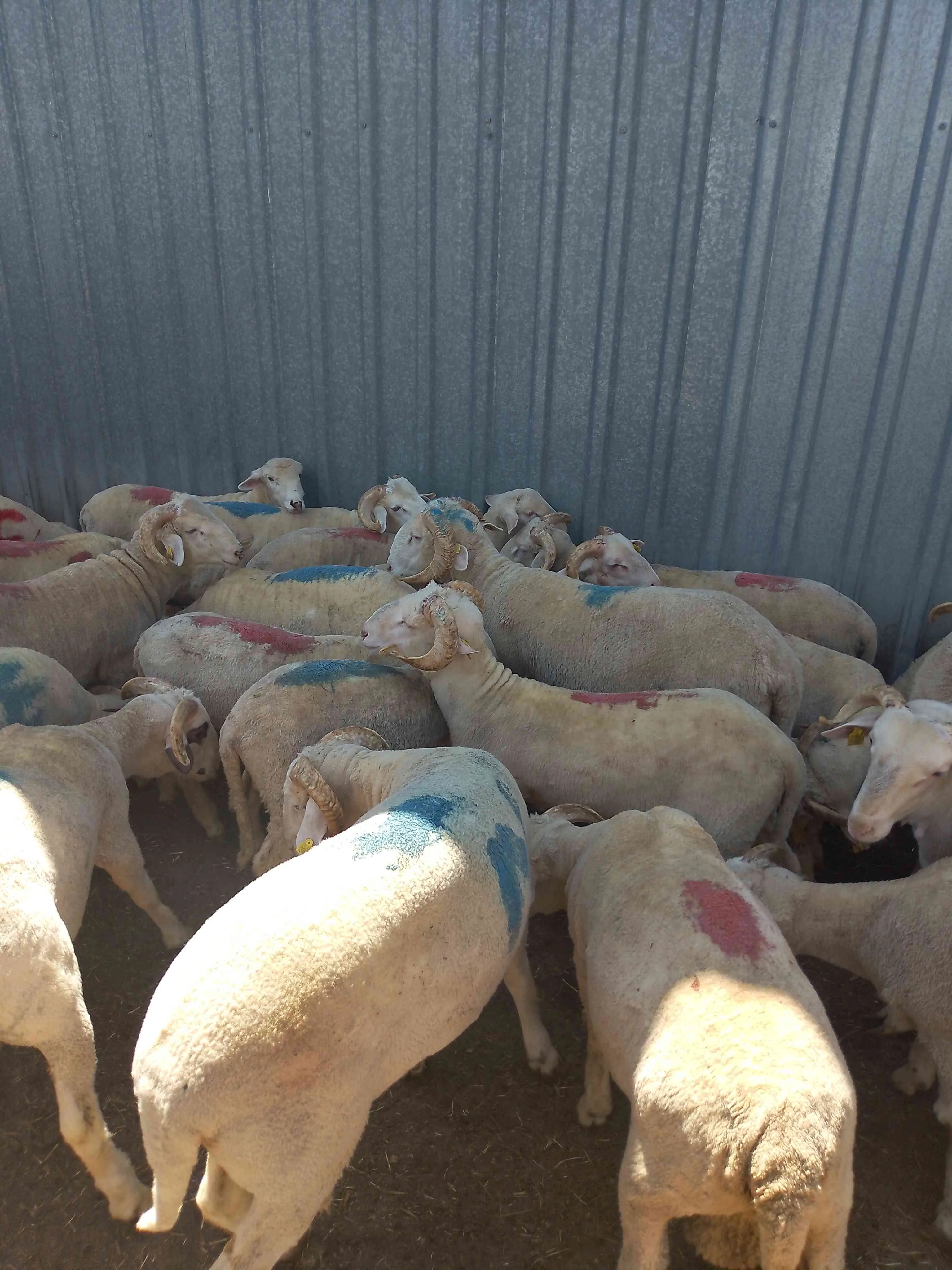 Merinos koç