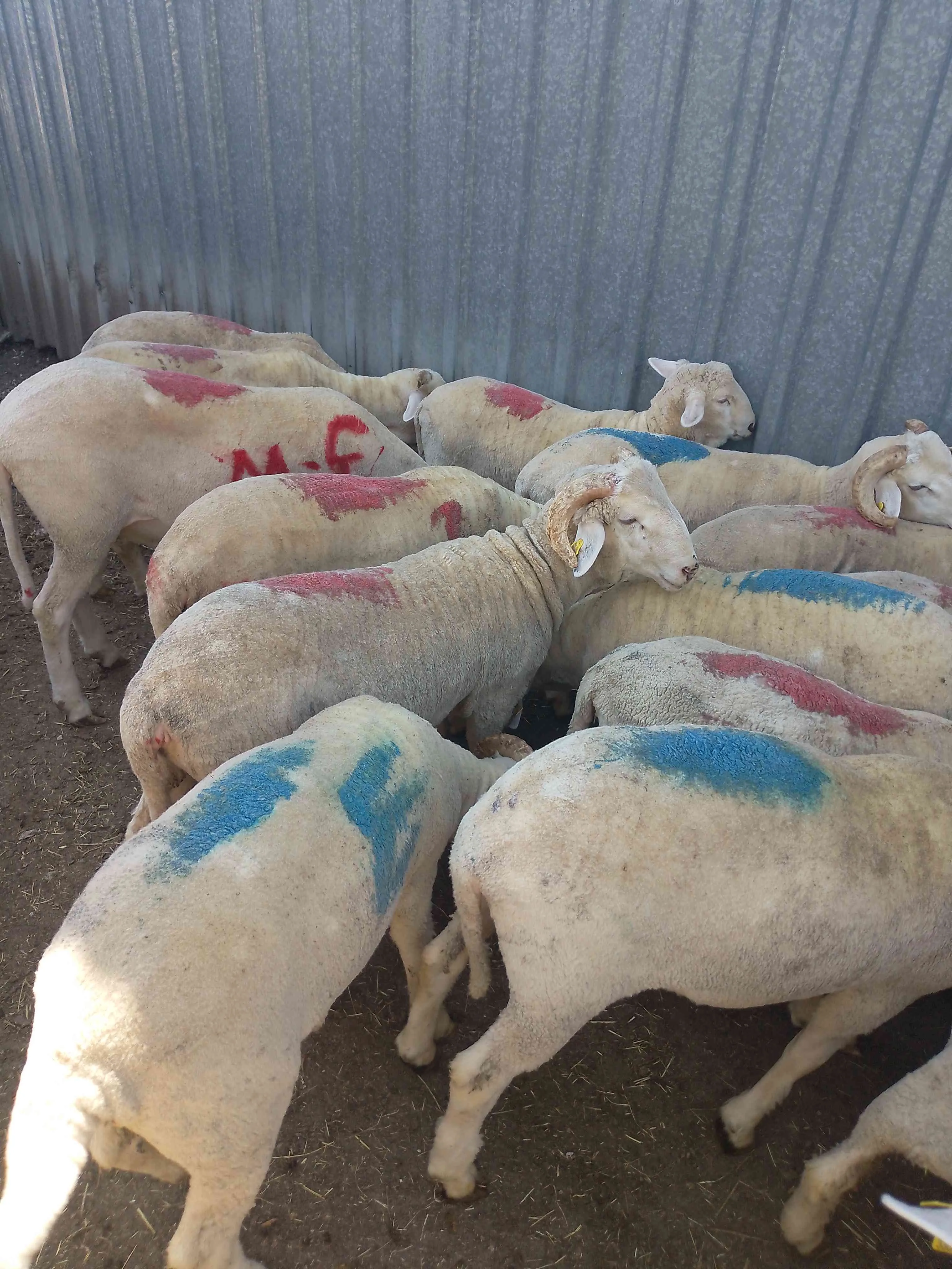 Merinos koç