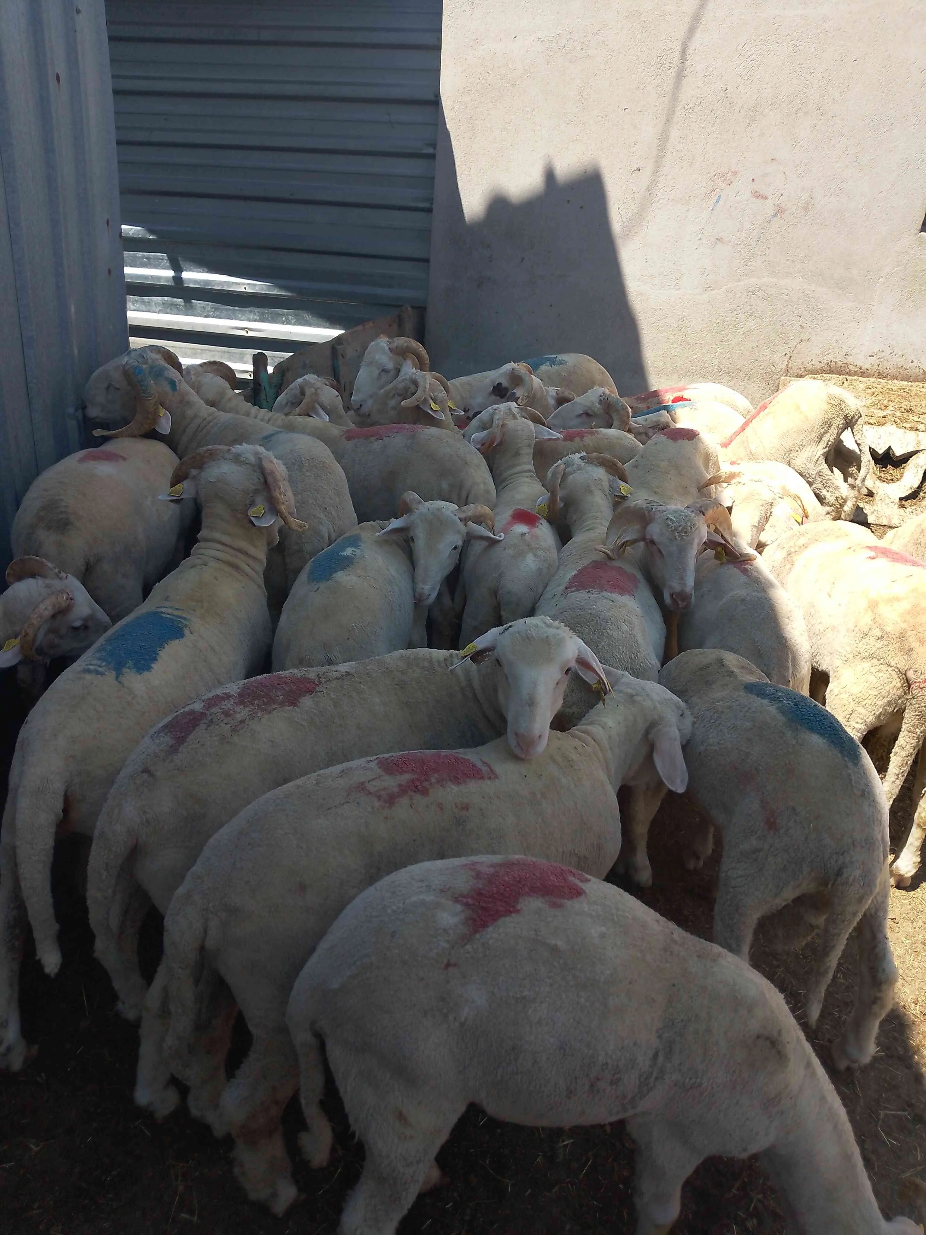 Merinos koç