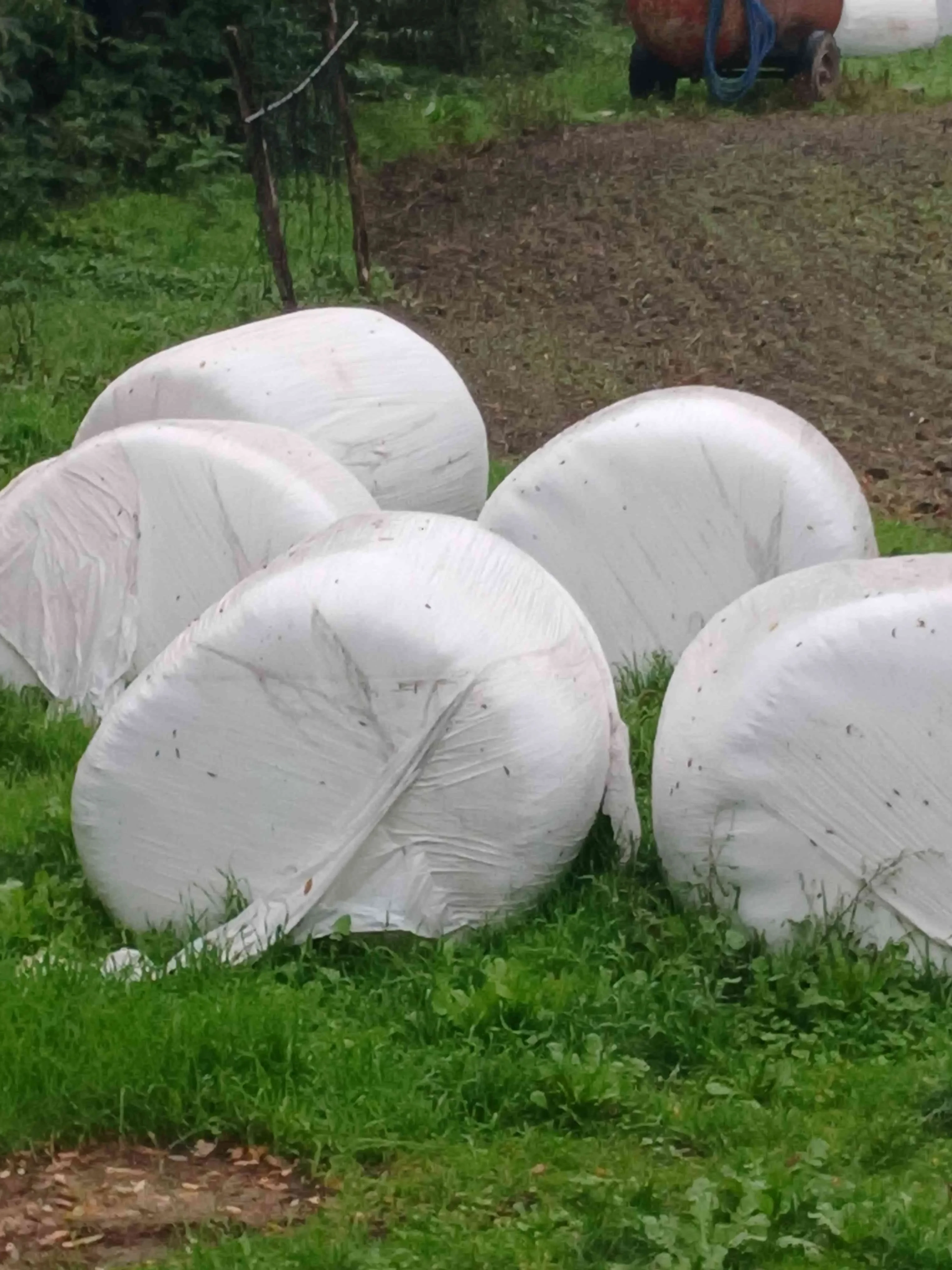 Büyük paket mısırlı