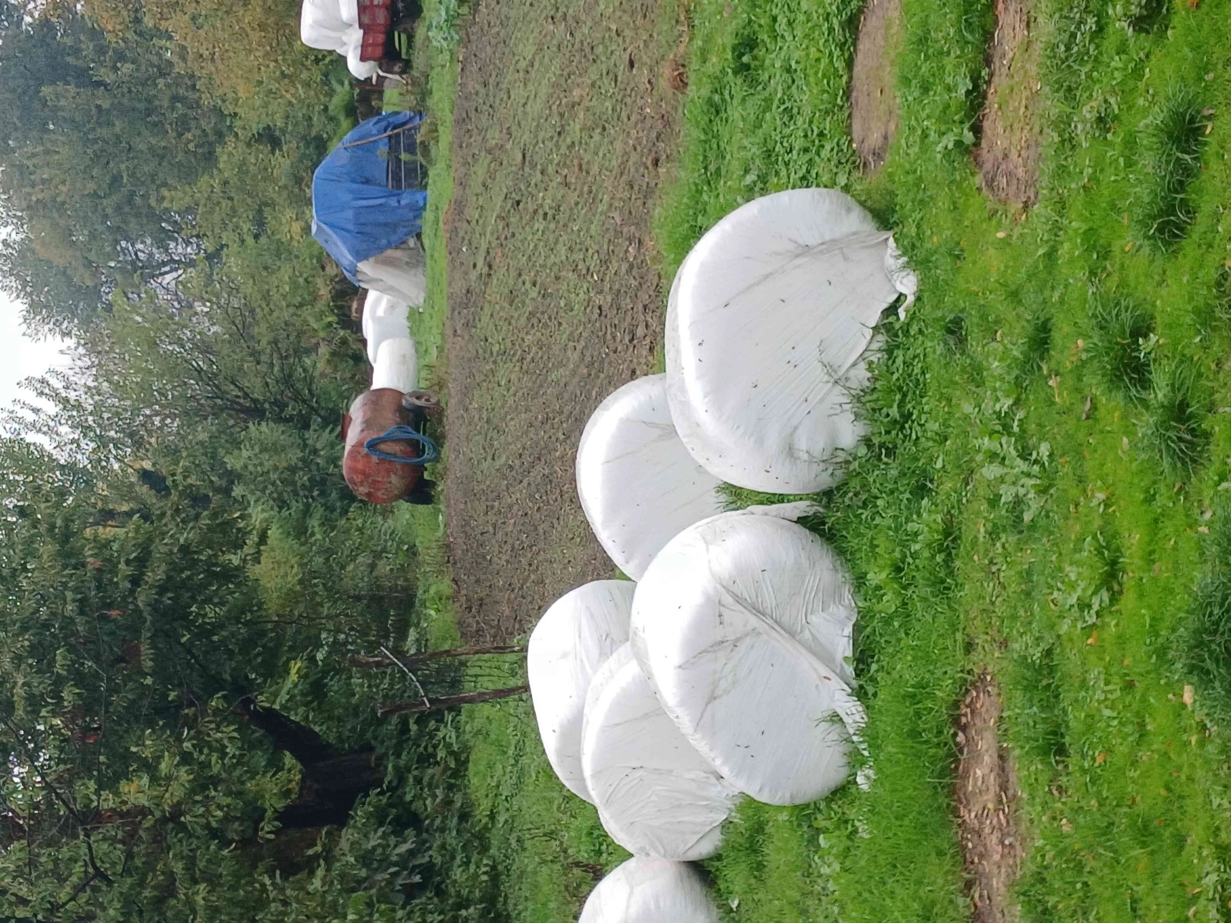 Büyük paket mısırlı