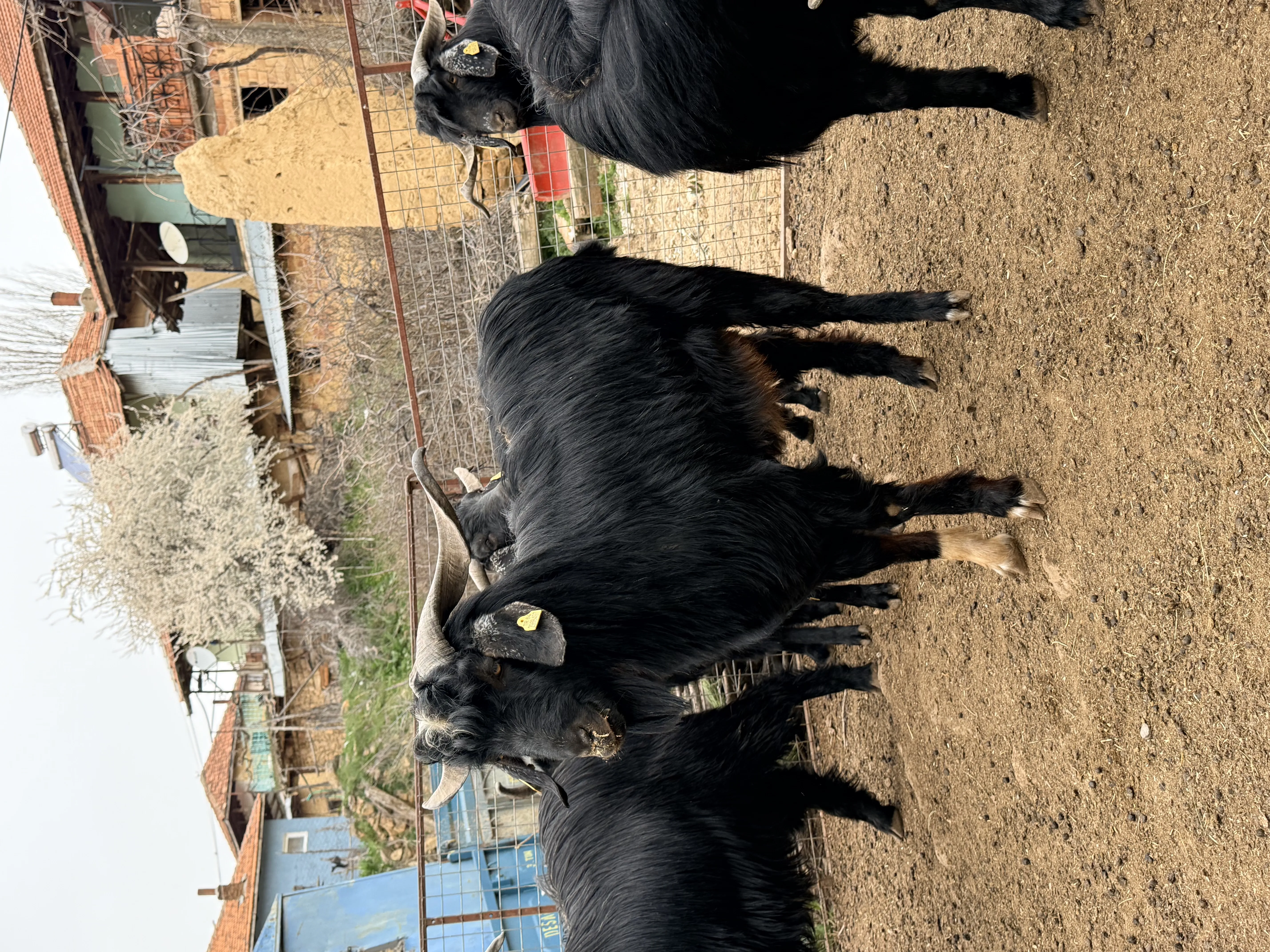 Sahibinden otlak yayla kurbanlık