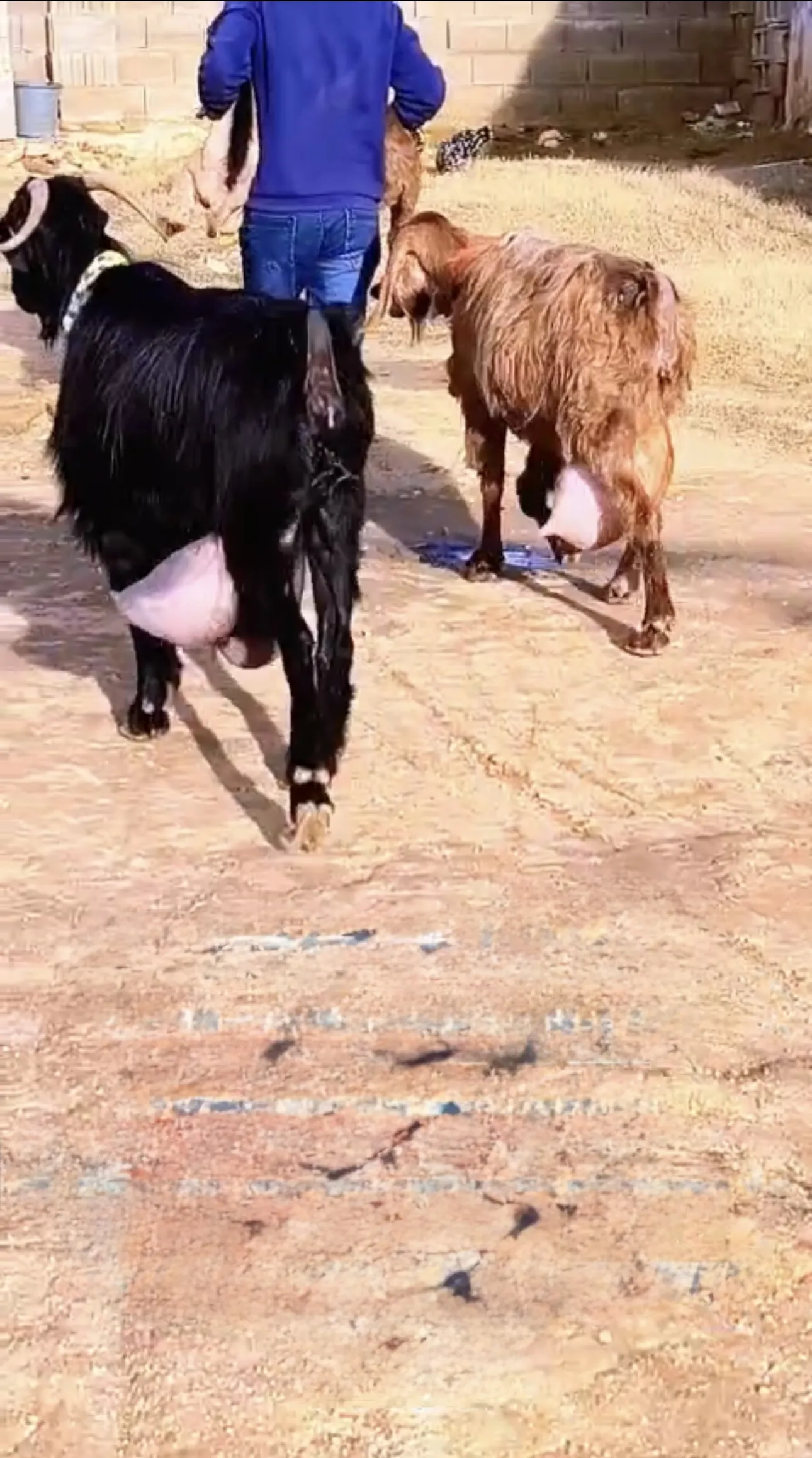 Süt keçileri