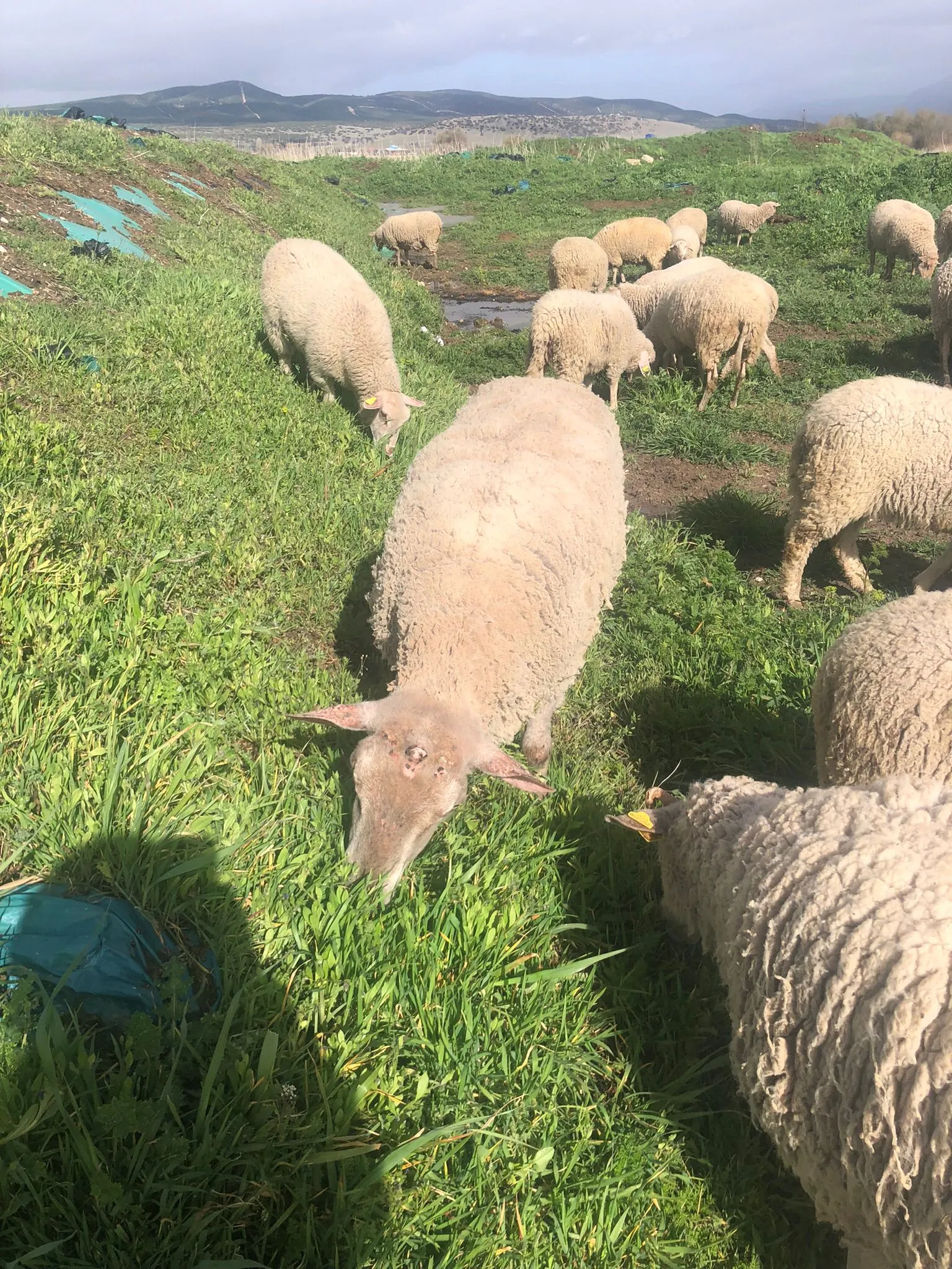 Fransadan İthal Edilen Orjinal Şarole Koyun ve Kuzuları