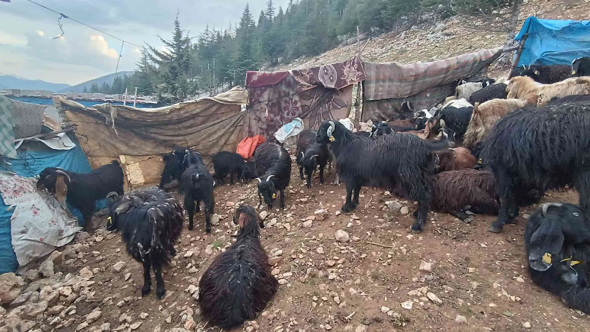 Satılık çebiç ,keçi