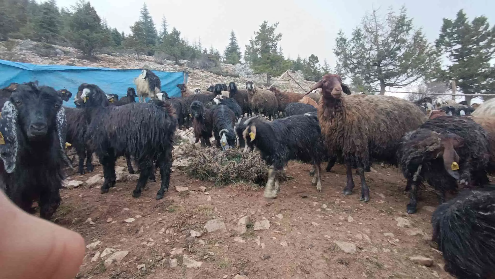Satılık çebiç ,keçi