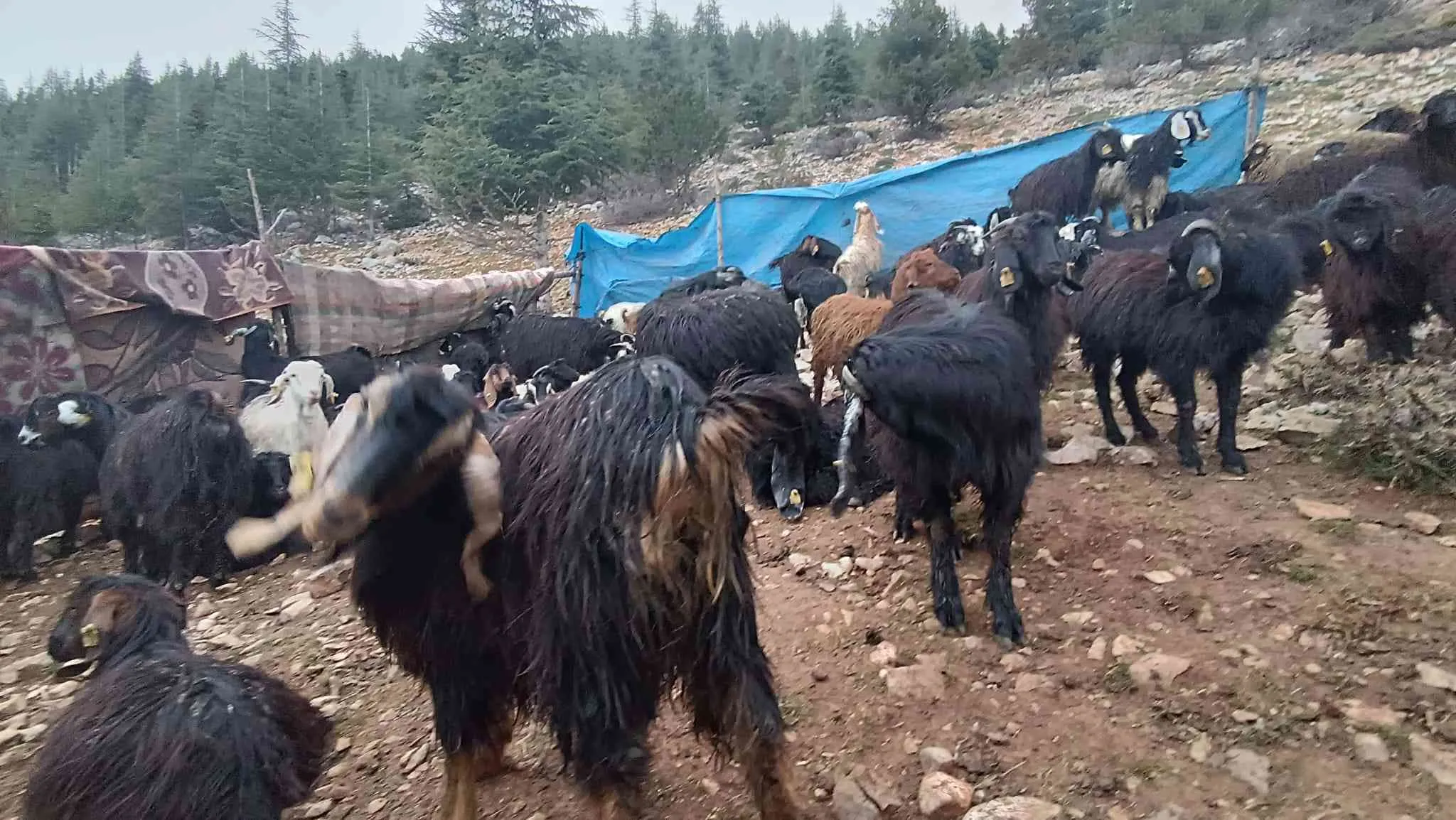 Satılık çebiç ,keçi