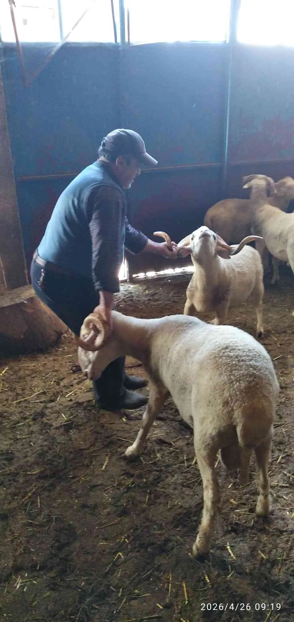 Her bütçeye uygun kurbanlık bulunur