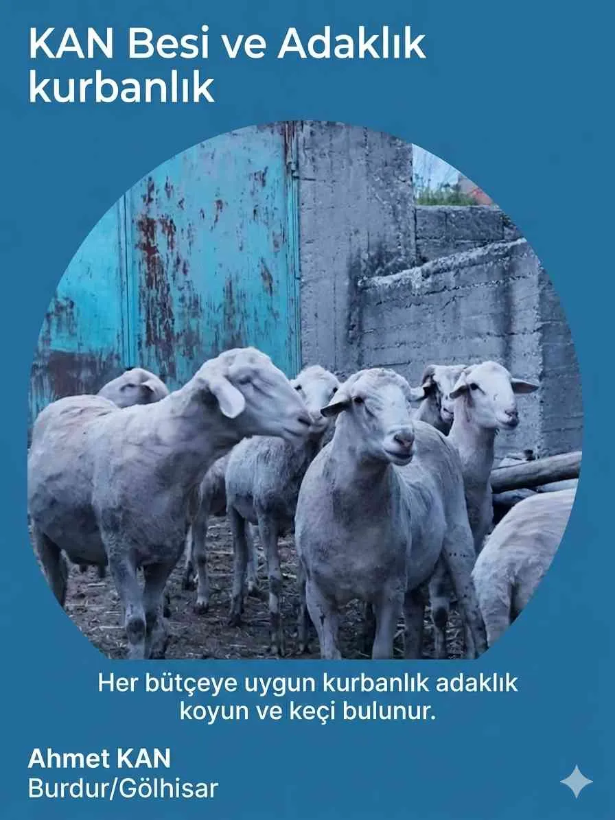 Kurbanlık Kuzu,Koyun ve Toklu